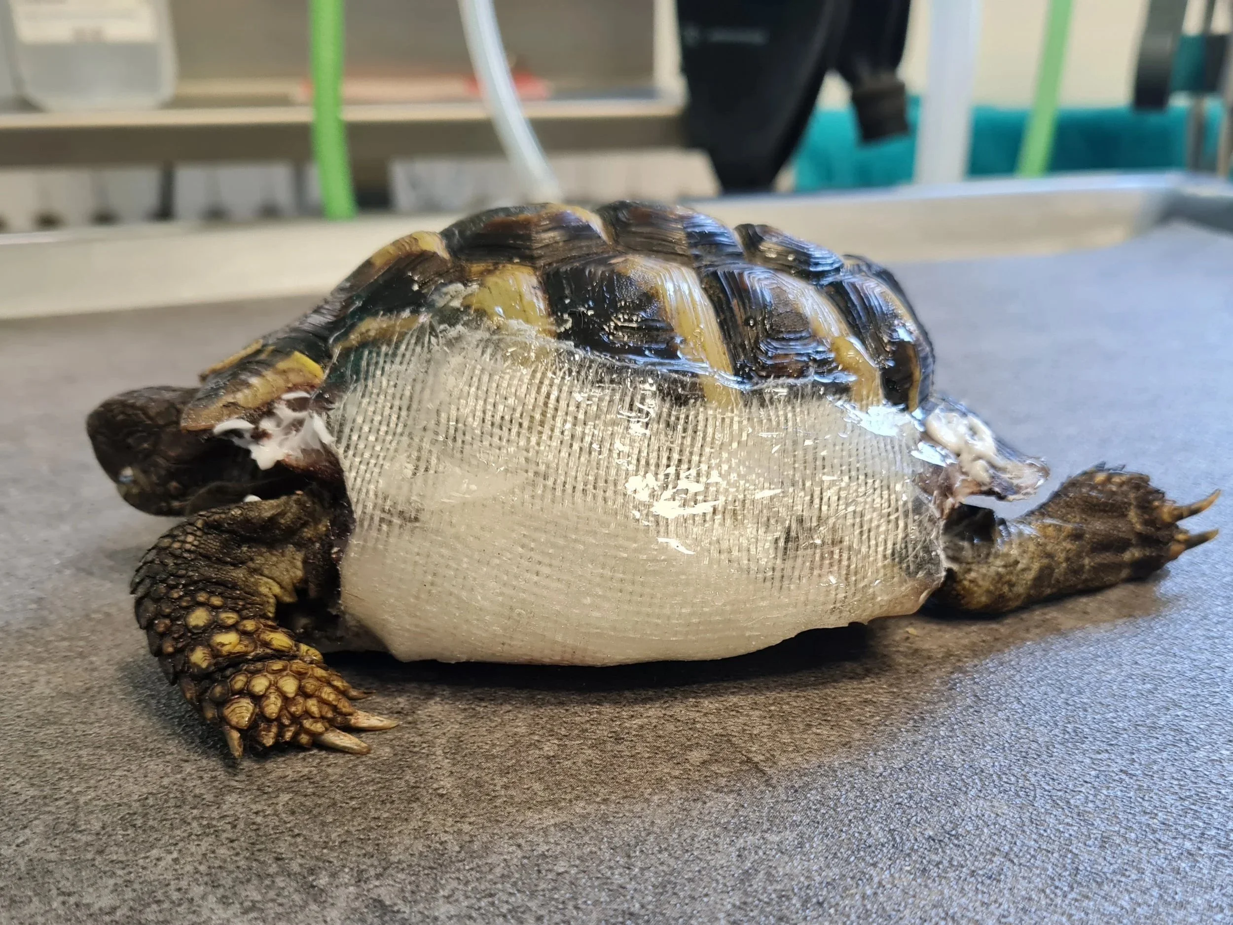 Schildkröte mit Castverband - Gipsverband nach Panzerfraktur - Bruch des Panzerknochens -Tierarztpraxis für Reptilien Sonnenallee Berlin Neukölln, Reptilientierarzt