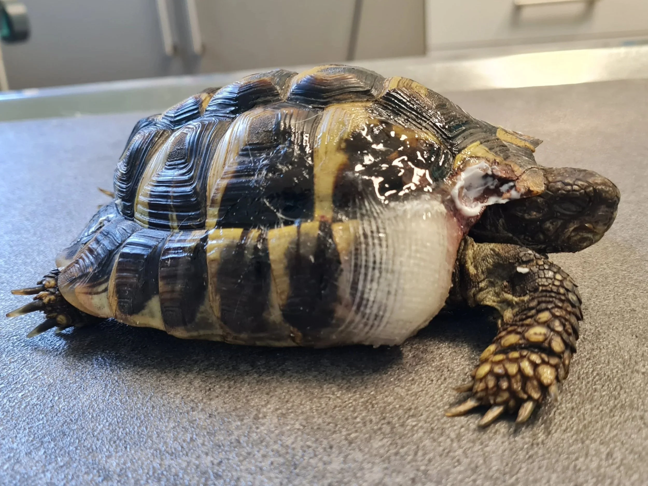 Schildkröte mit Castverband - Gipsverband nach Panzerfraktur - Bruch des Panzerknochens -Tierarztpraxis für Reptilien Sonnenallee Berlin Neukölln, Reptilientierarzt