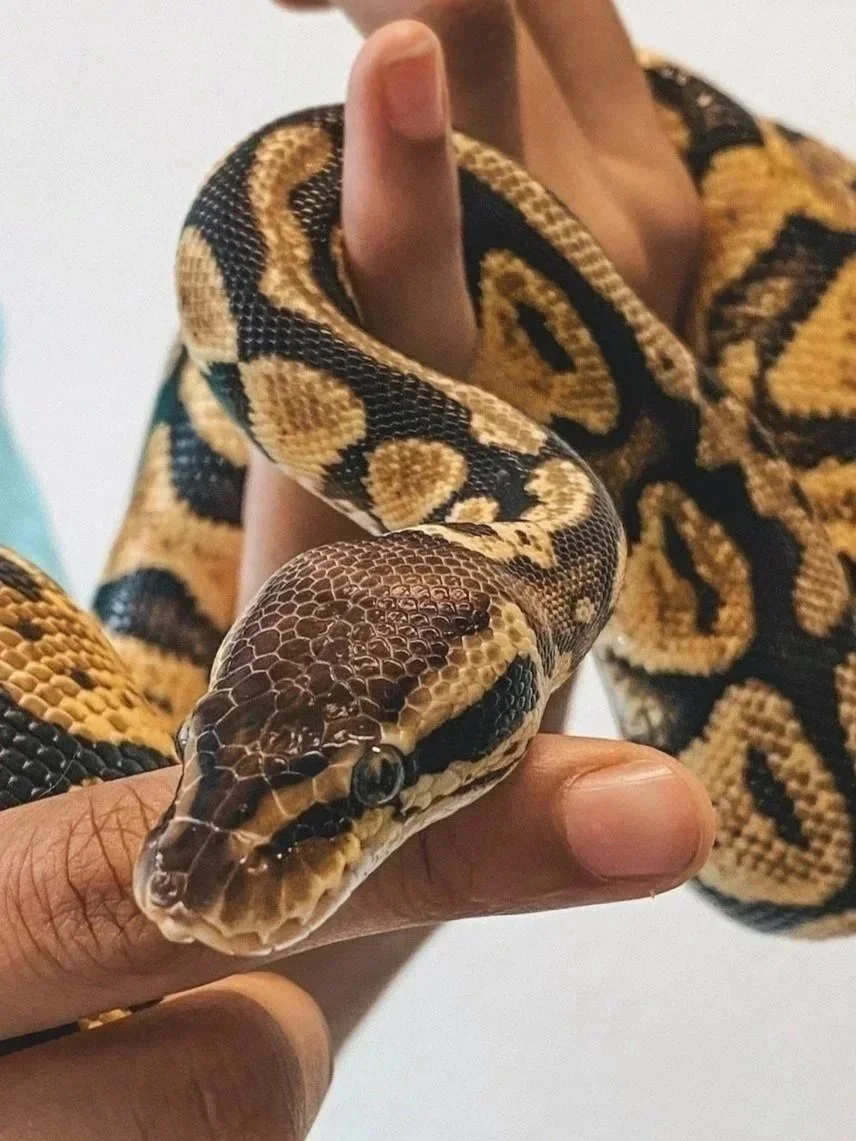 Nahaufnahme einer schwarz-gold gemusterten Königspython, die mit der Hand wird -Tierarztpraxis für Reptilien Sonnenallee Berlin Neukölln, Reptilientierarzt