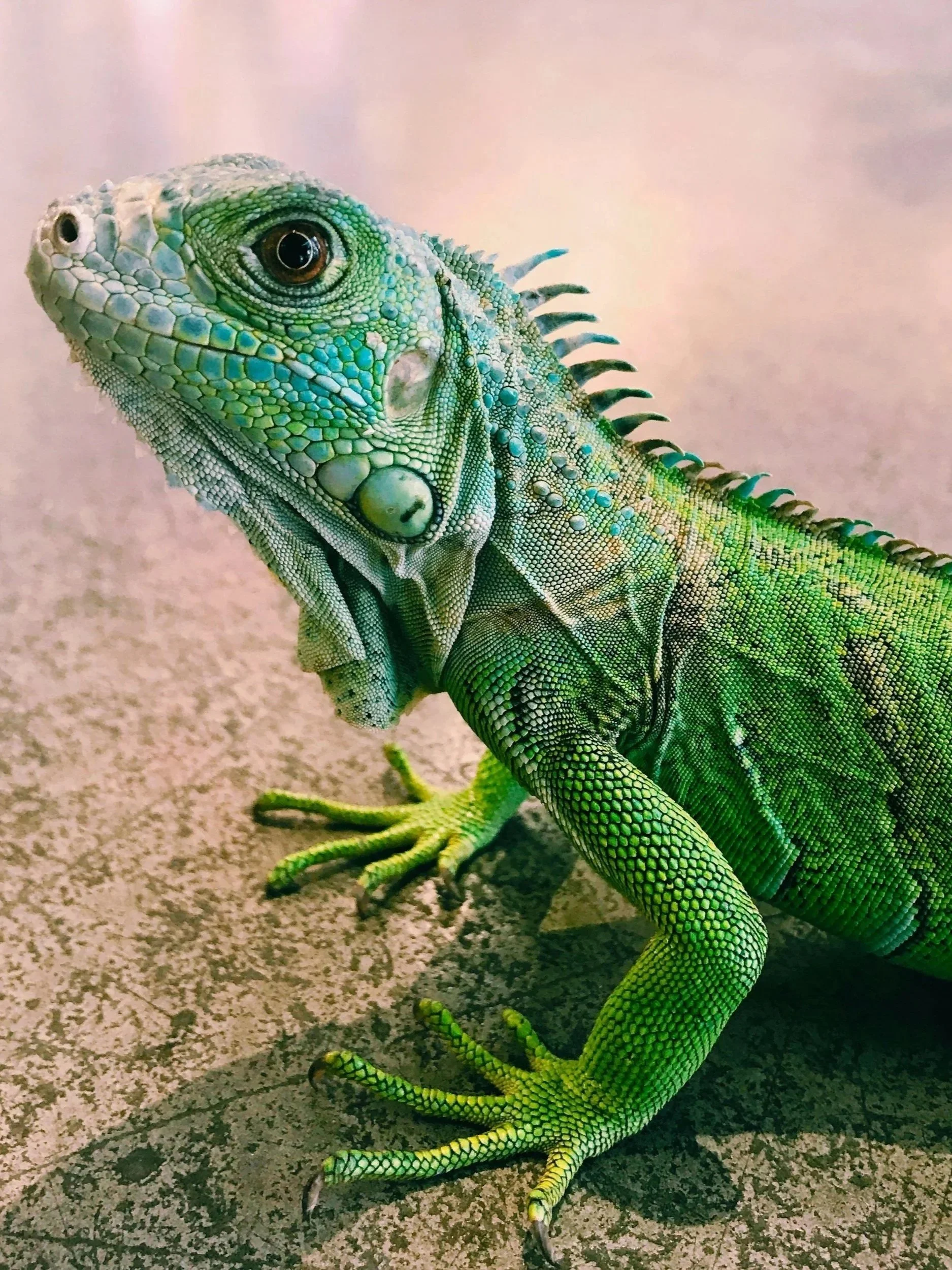grüner Leguans auf einem Steinboden - Tierarztpraxis für Reptilien Sonnenallee Berlin Neukölln, Reptilientierarzt