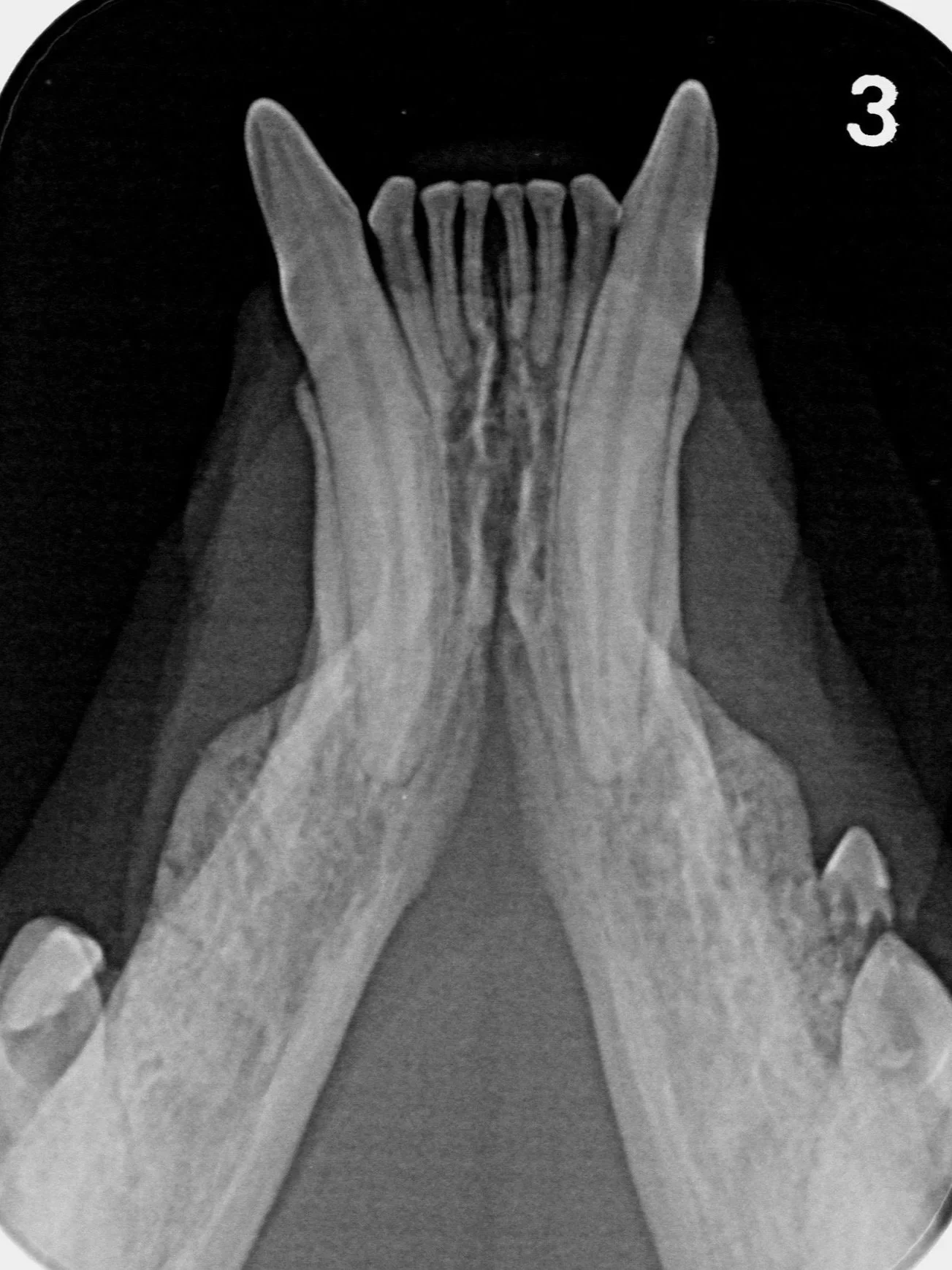 Röntgenbild Dentalröntgen, Zahnröntgen, Katze, in der Tierzahnarztpraxis Sonnenallee Berlin Neukölln
