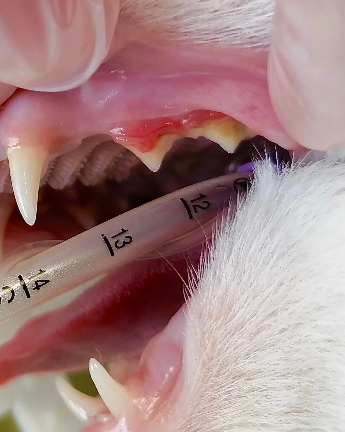 Maul einer Katze in Inhalationsnarkose, mit einem Tubus im Maul. Zahnfleisch mit Rötung durch Gingivitis bei FORL. Zahnarzt Katze Berlin Neukölln Sonnenallee