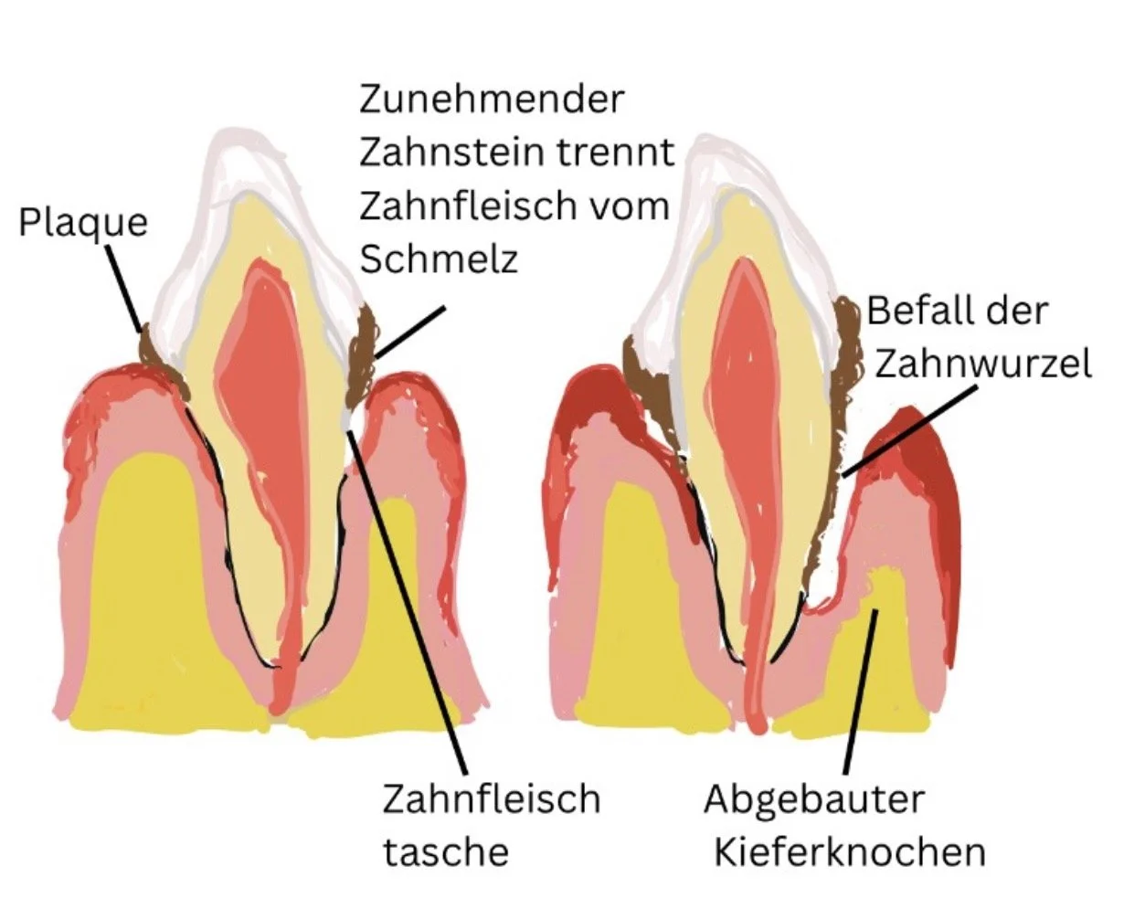 Zahnerhalt Hund Katze Tierarzt Berlin Neukölln
