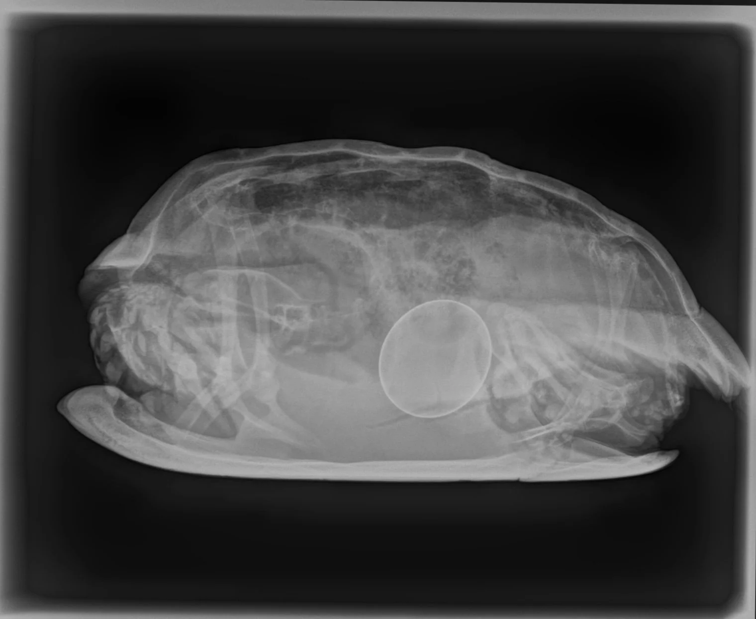 Seitliche Röntgenaufnahme Schildkröte mit einem Ei im Bauch - Legenot Schildkröte -Tierarztpraxis für Reptilien Sonnenallee Berlin Neukölln, Reptilientierarzt