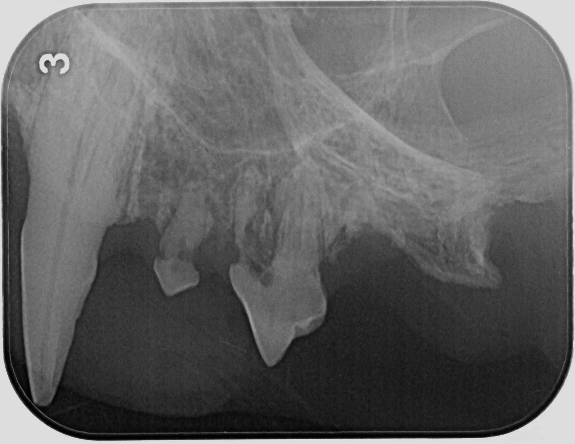 Zahnröntgen, Dentales Röntgen Katze bei FORL Tierzahnarzt Berlin Neukölln