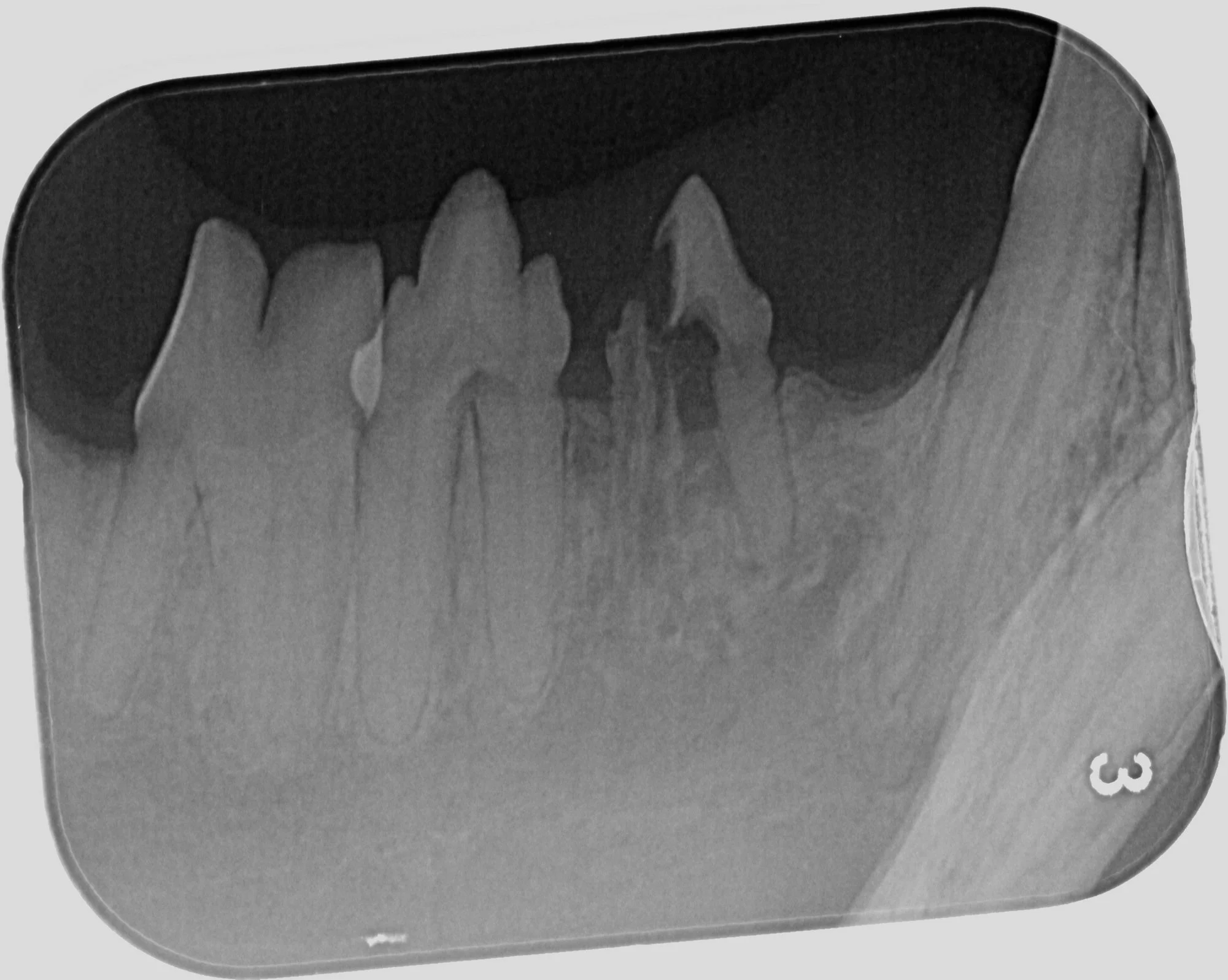 Zahnröntgen, Dentales Röntgen Katze bei FORL. Zahnarzt Katze Berlin Neukölln