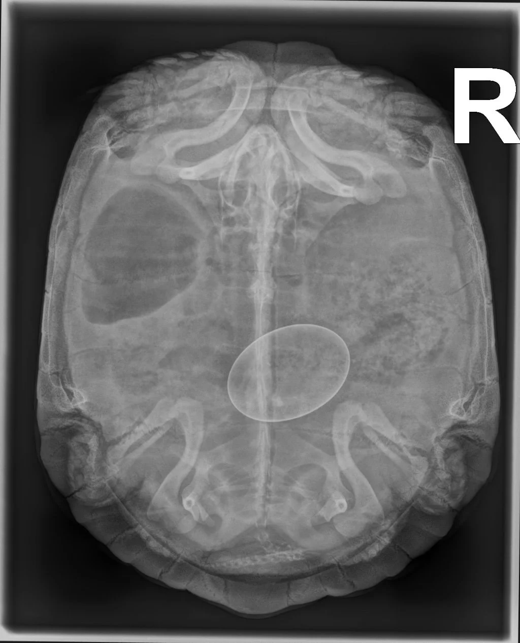Röntgenaufnahme Schildkröte mit einem Ei im Bauch - Legenot Schildkröte -Tierarztpraxis für Reptilien Sonnenallee Berlin Neukölln, Reptilientierarzt