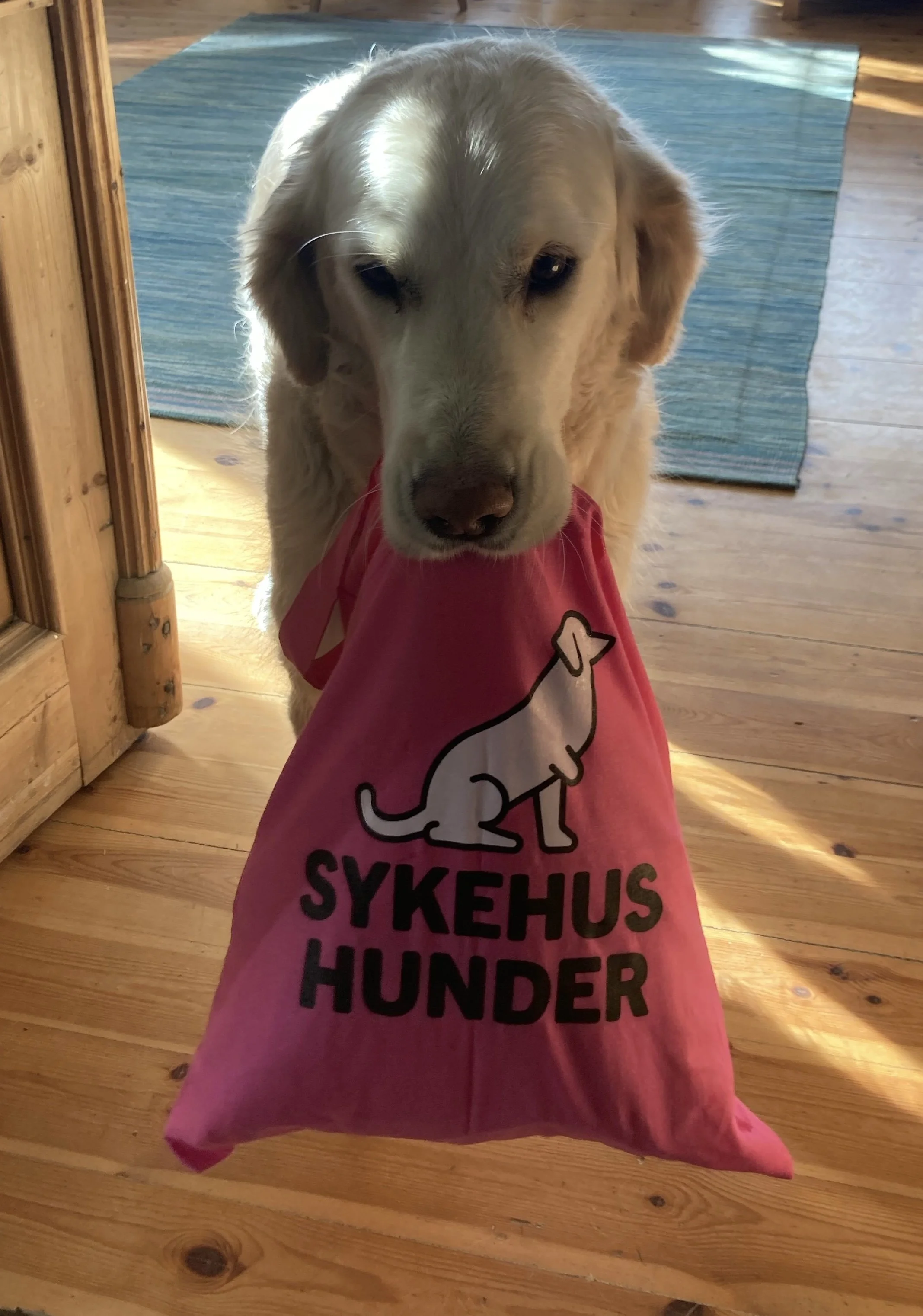 Lupi og Nina på Ullevål Sykehus 