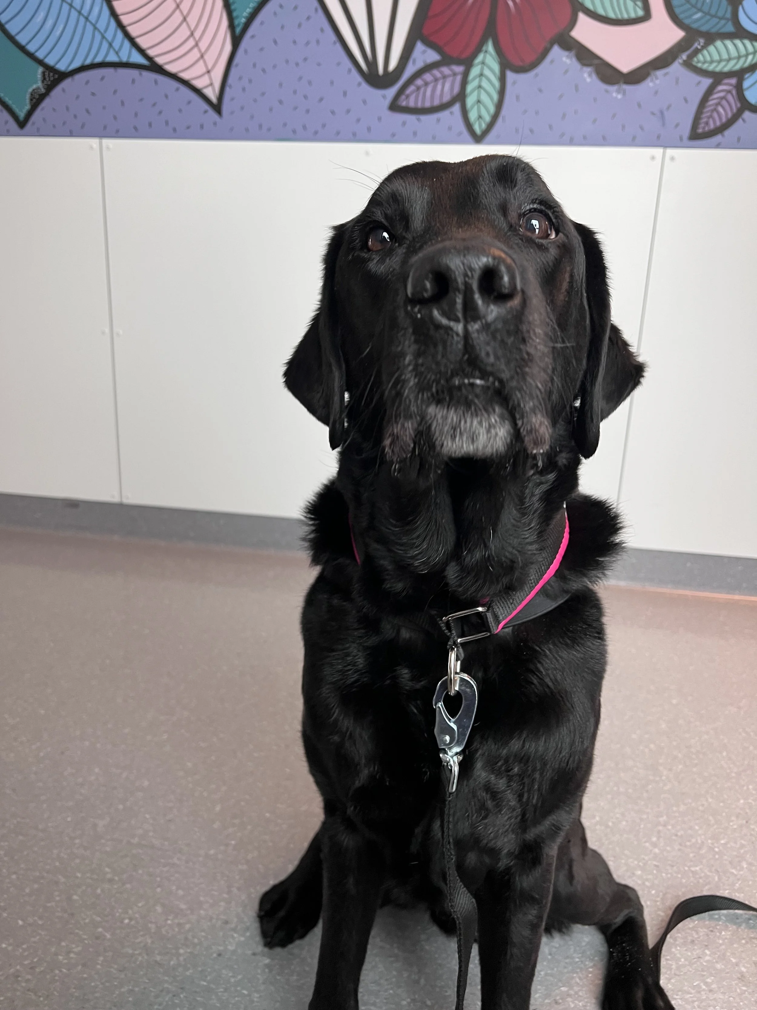 Largo og Nora til Sunnaas sykehus