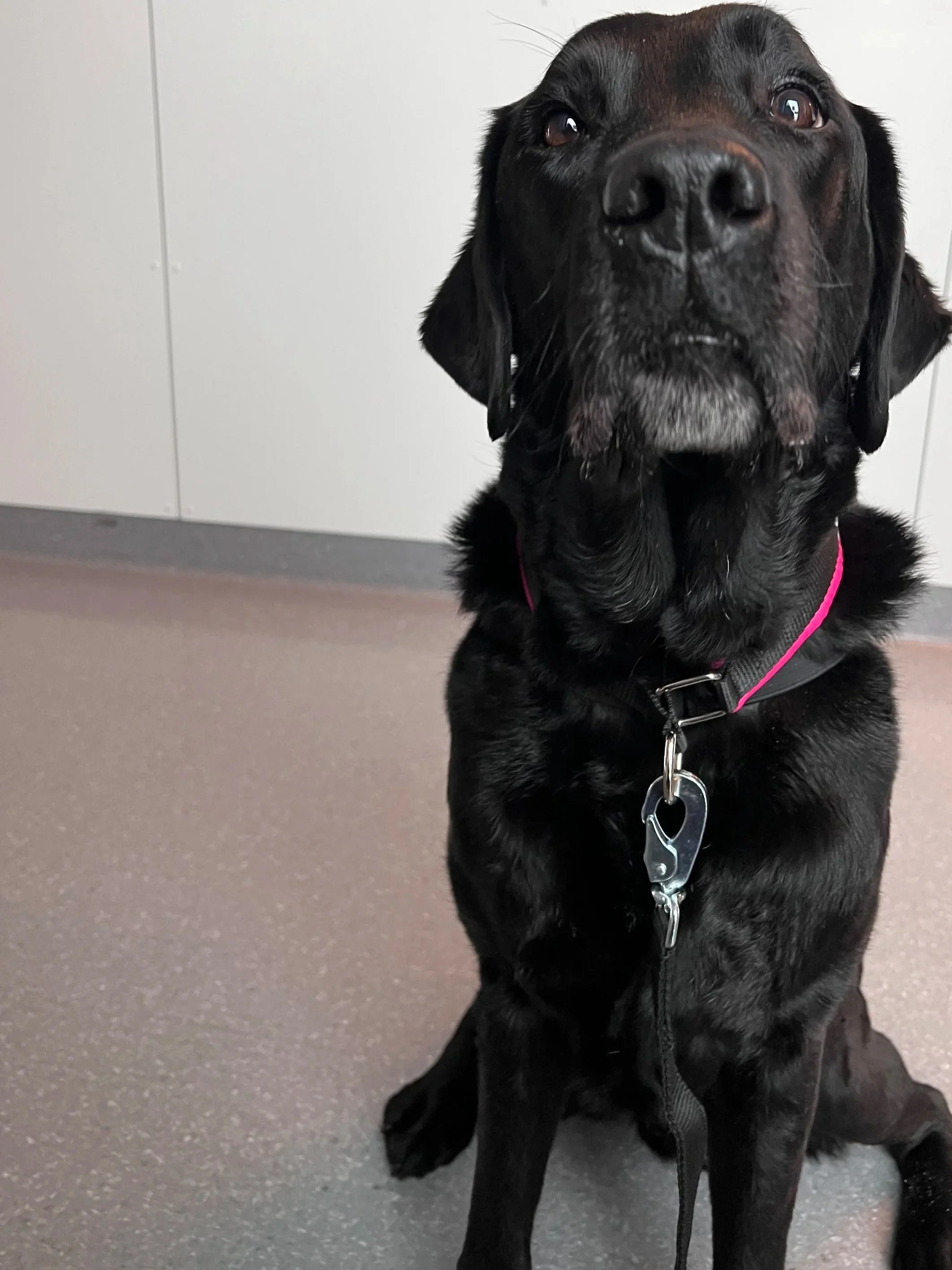 Largo og Nora til Sunnaas Sykehus