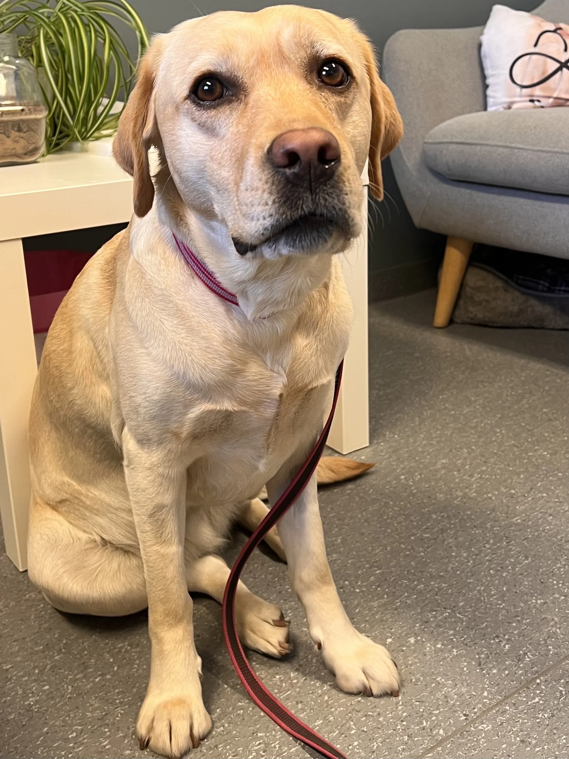 Hanne og Quba til Ullevål Sykehus