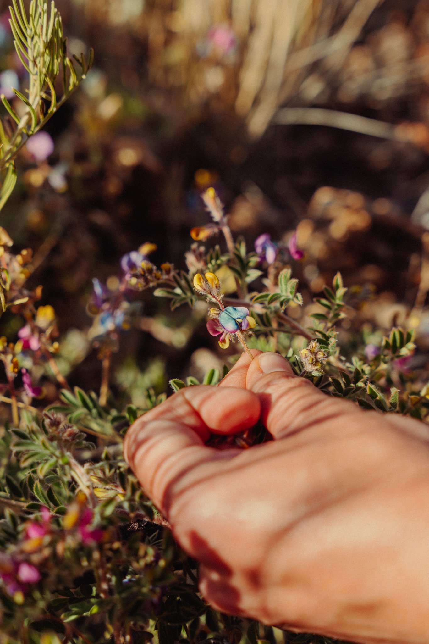 A person's hand holding a small flower from a bush with tiny purple, yellow, and pink blossoms, outdoors in natural sunlight.