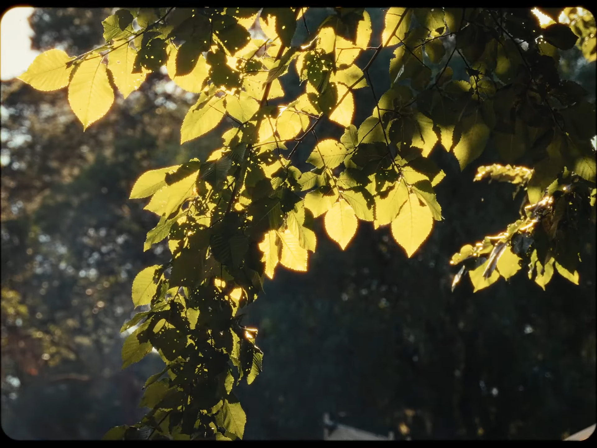 videoframe_5040.png