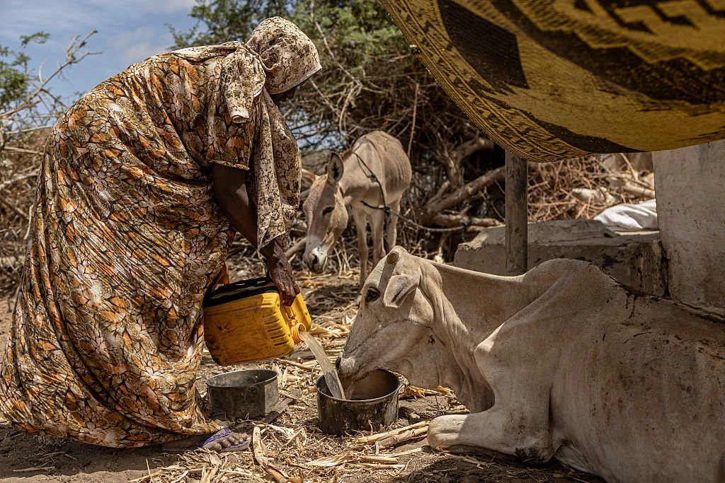 A woman affected by drought offers her malnourished weak cow water next to a camp for displaced people in the outskirts of Kismayo town, on April 21, 2026 Simon Maina AFP via Getty Images