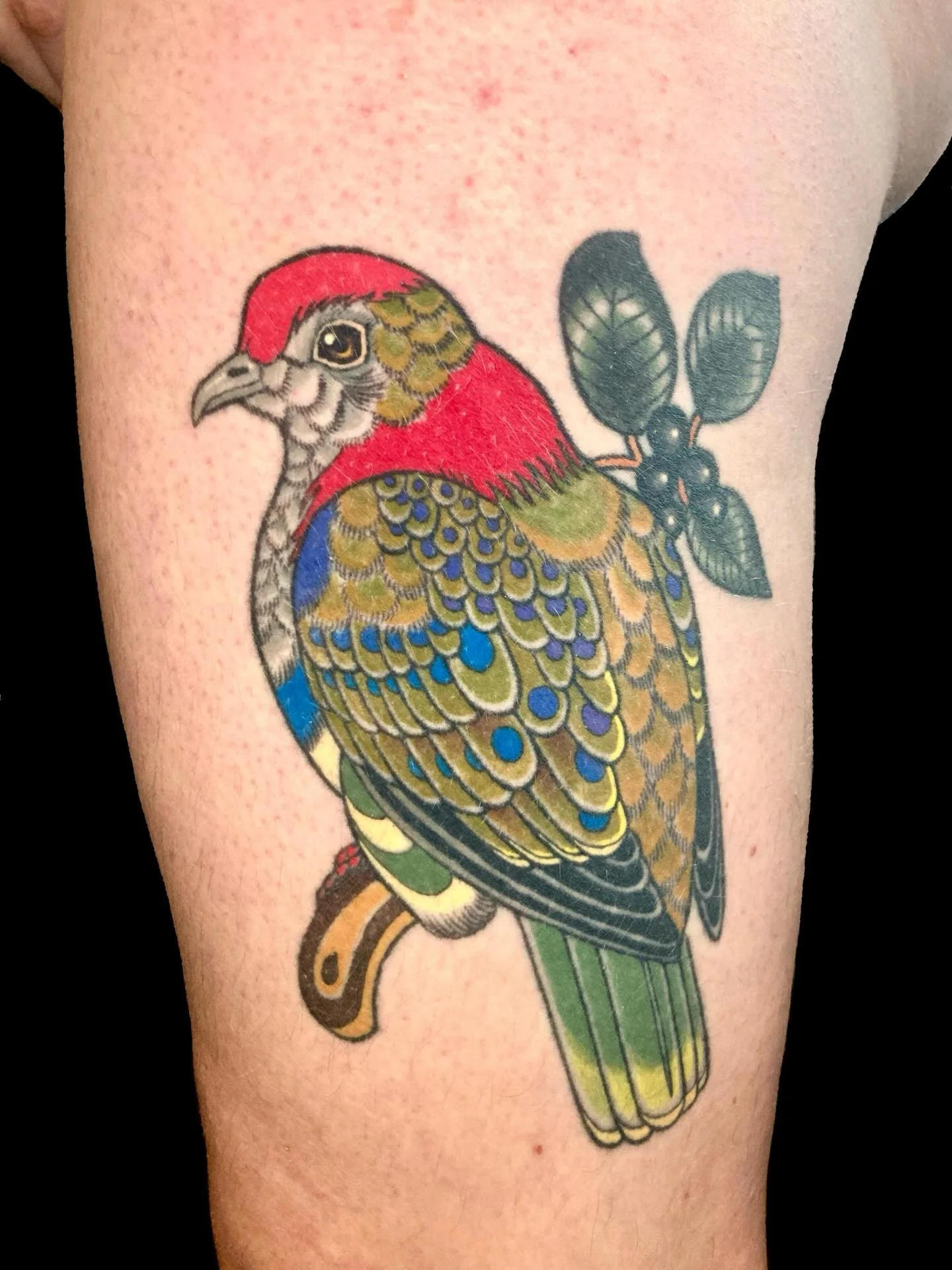 Four year old Superb Fruit Dove on Ami! @dulse.ceramics Done @brightontattoocon ❤️ 

Lovely catching up and getting to see this tattoo settled in when recently adding a little hummingbird from my flash to her collection @magic.tattooing Thank you Ami