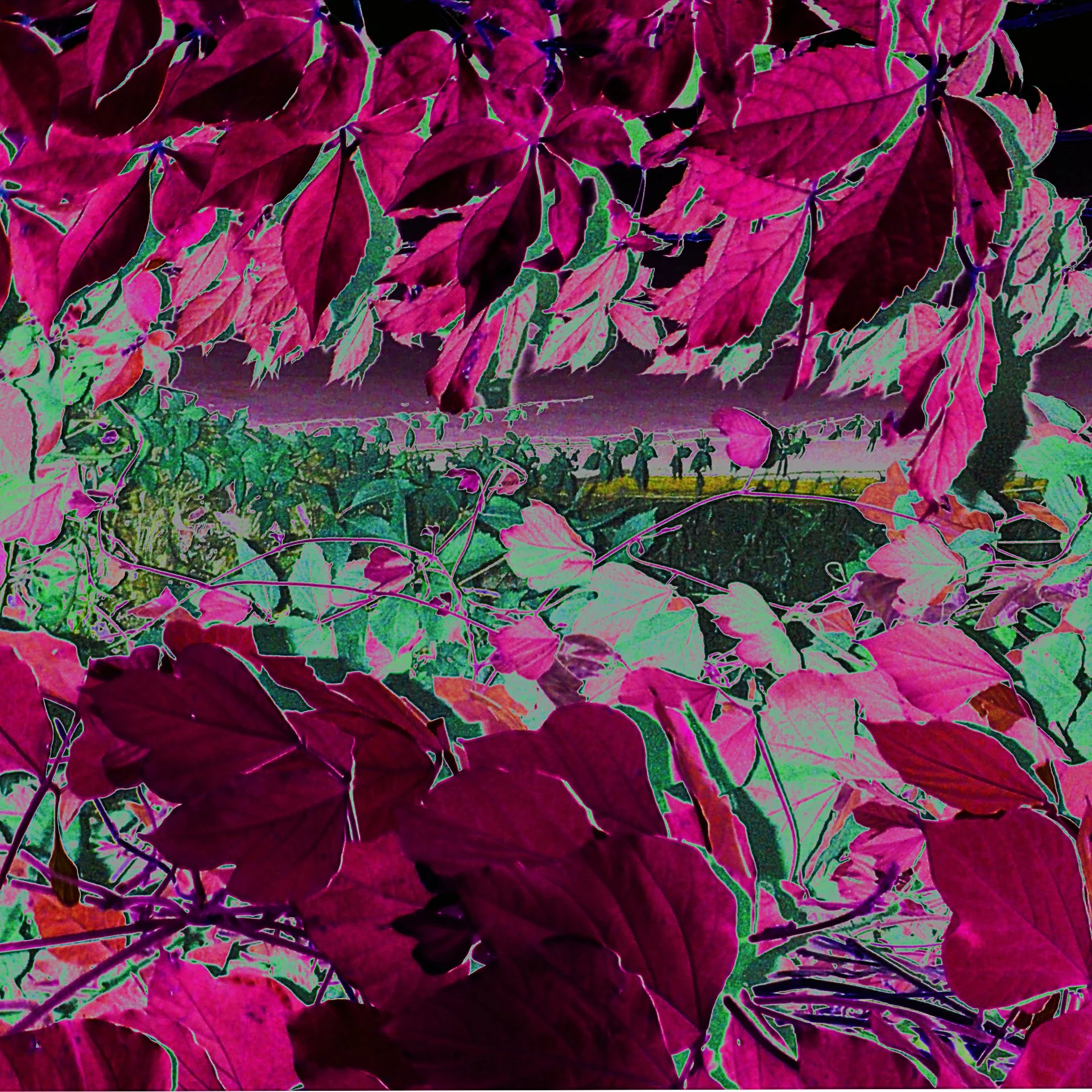 _Vegitation cutALBUM4 11.jpg