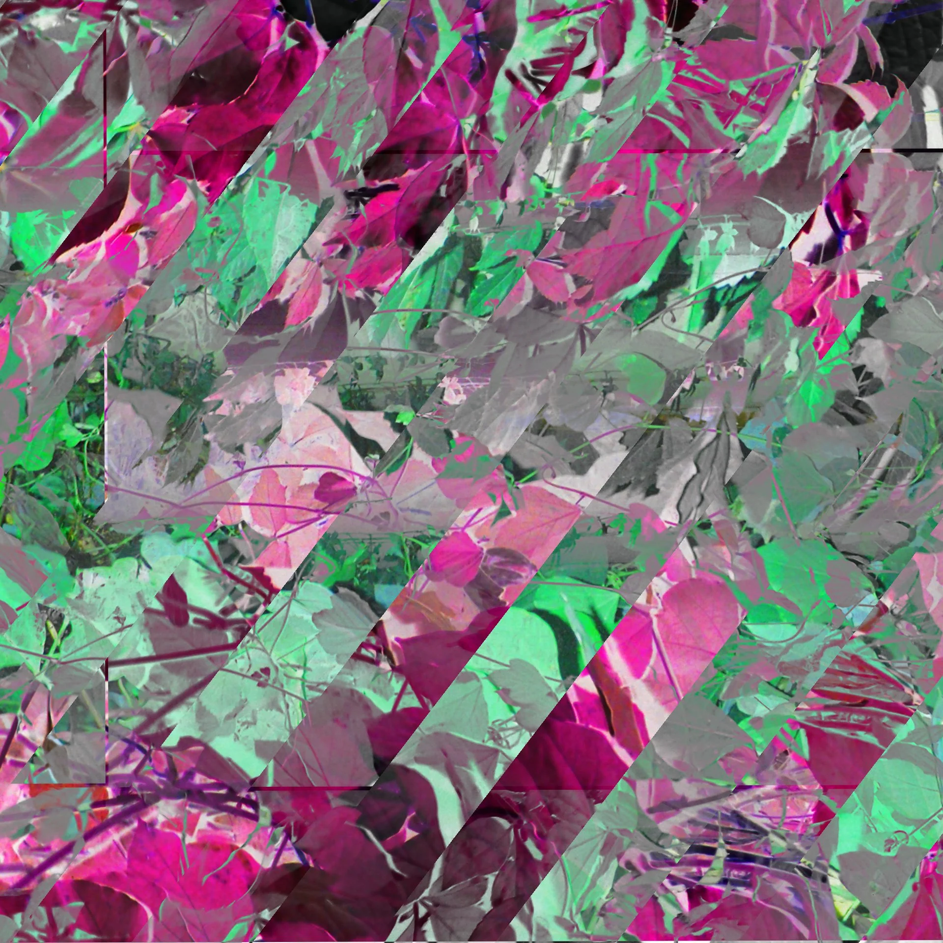 _Vegitation cut 1 ALBUM1.jpg