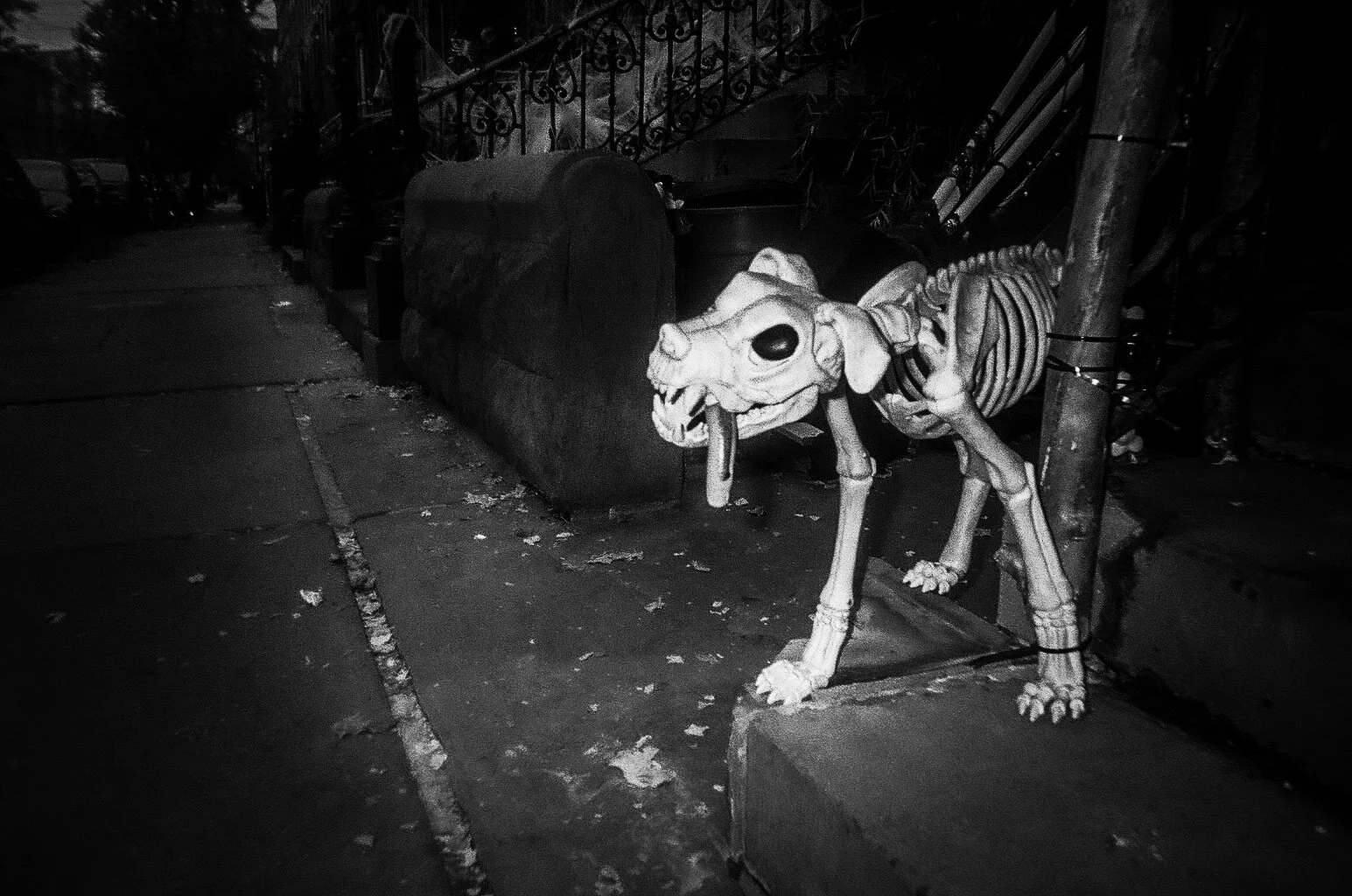 Nice Dog.jpg
