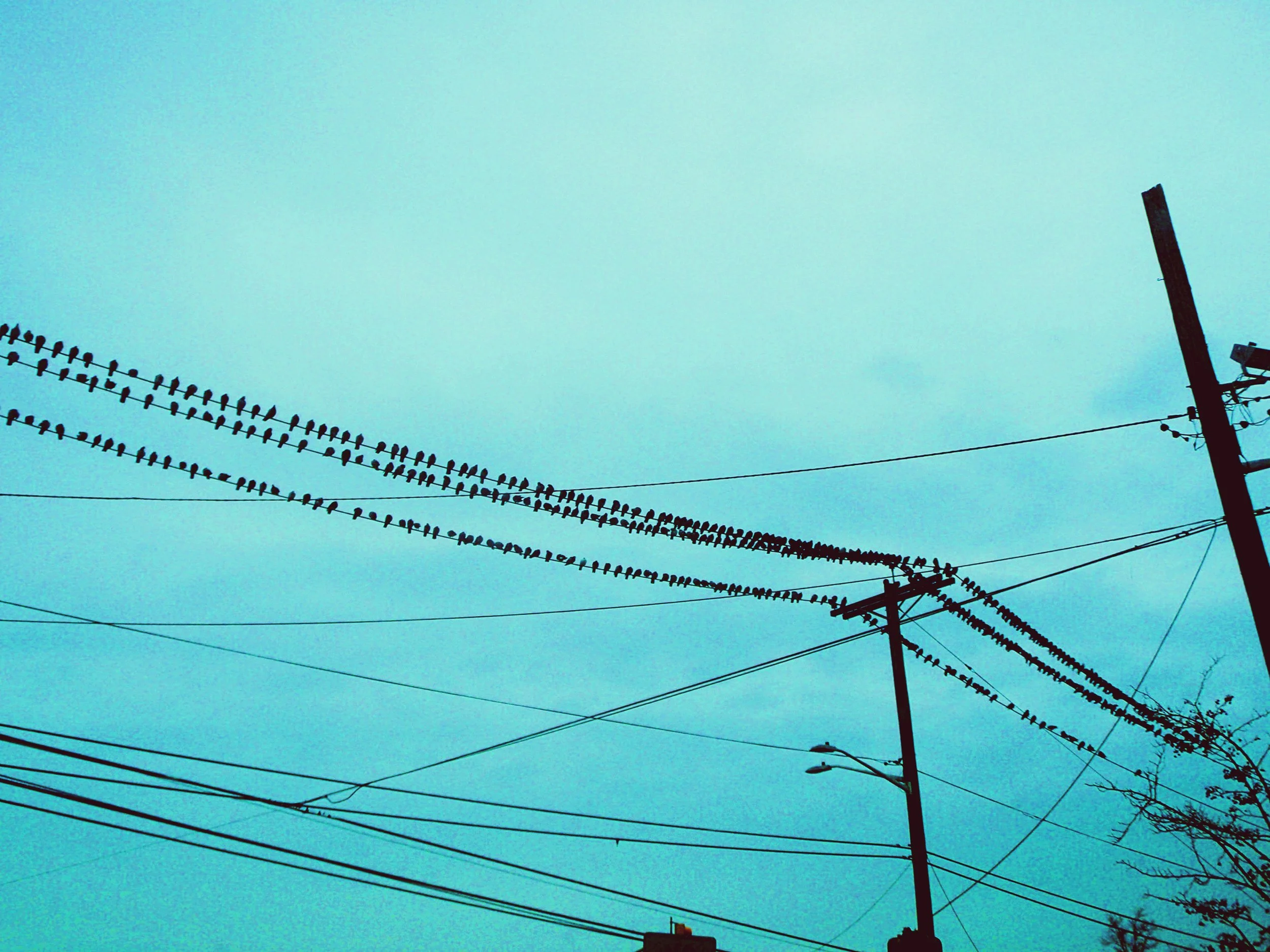 birds on a wire.jpg