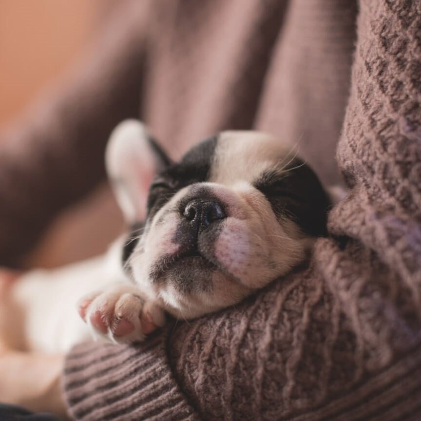 Frenchie+puppy+in+arms+compressed.jpg