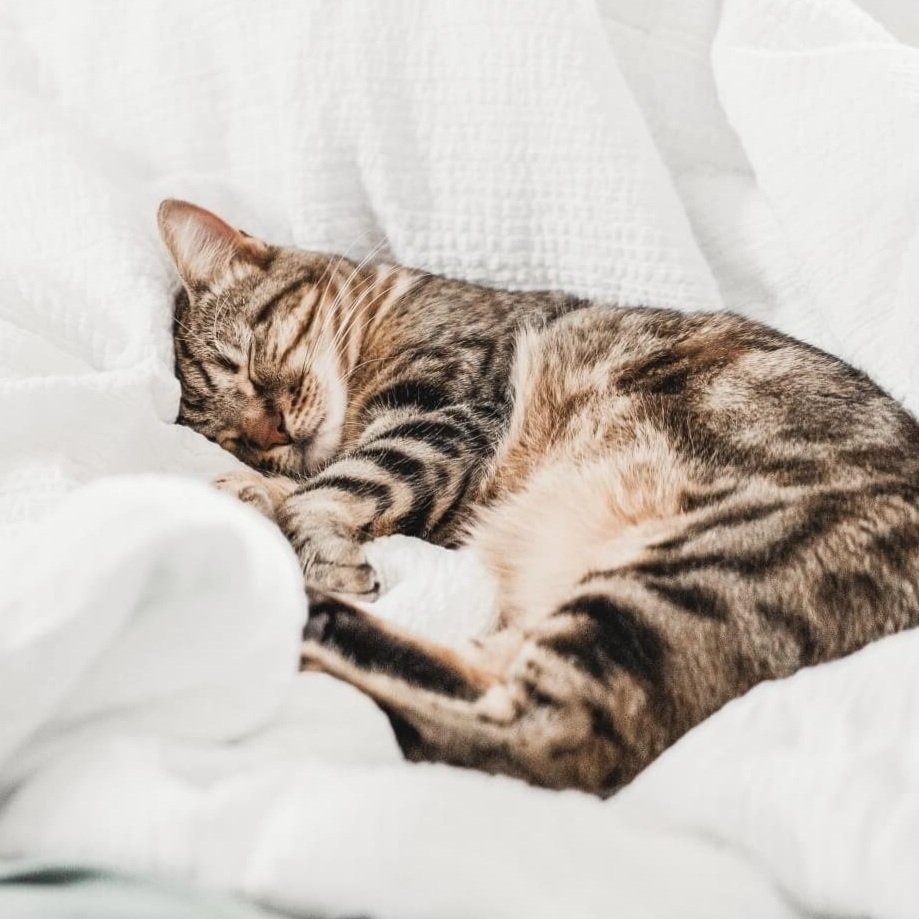 cat+in+bedding+compressed.jpg