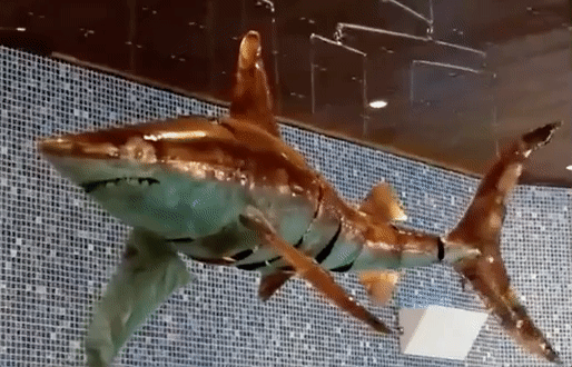 6ft (180cm) long shark . copper . a small motor near the wall makes the shark swim