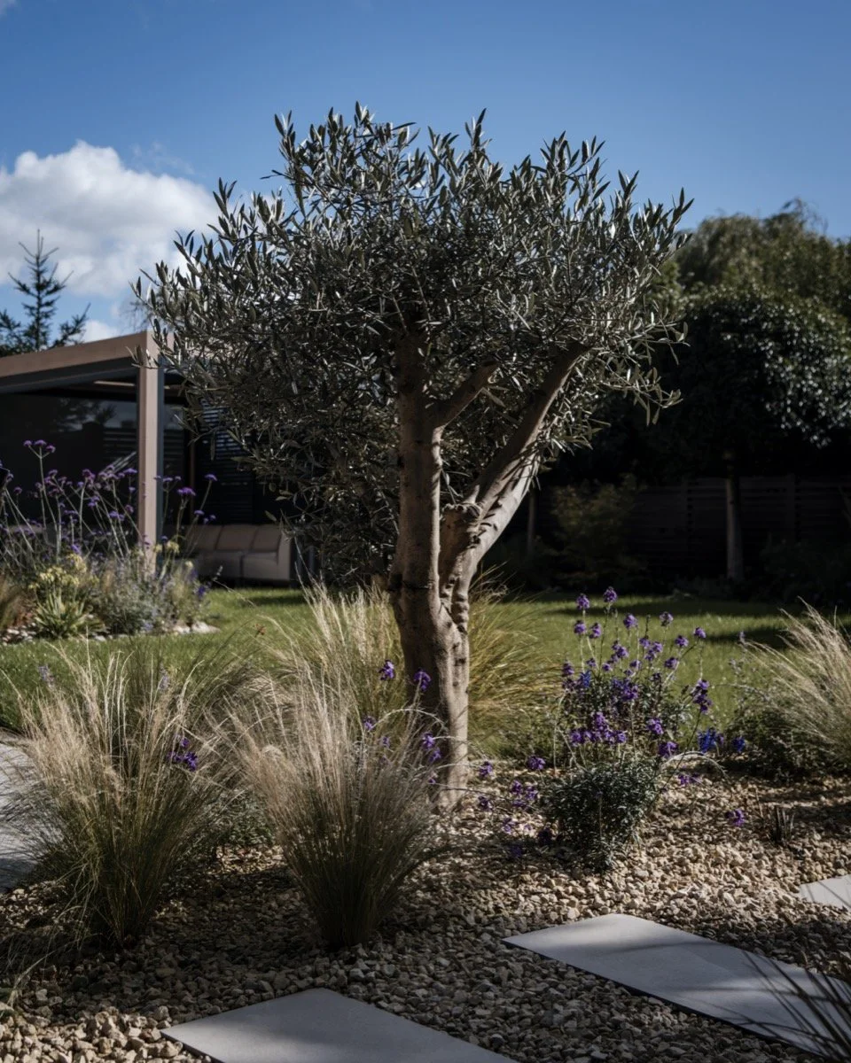 Beautifully landscaped garden with ornamental grasses, feature planting and contemporary paving.