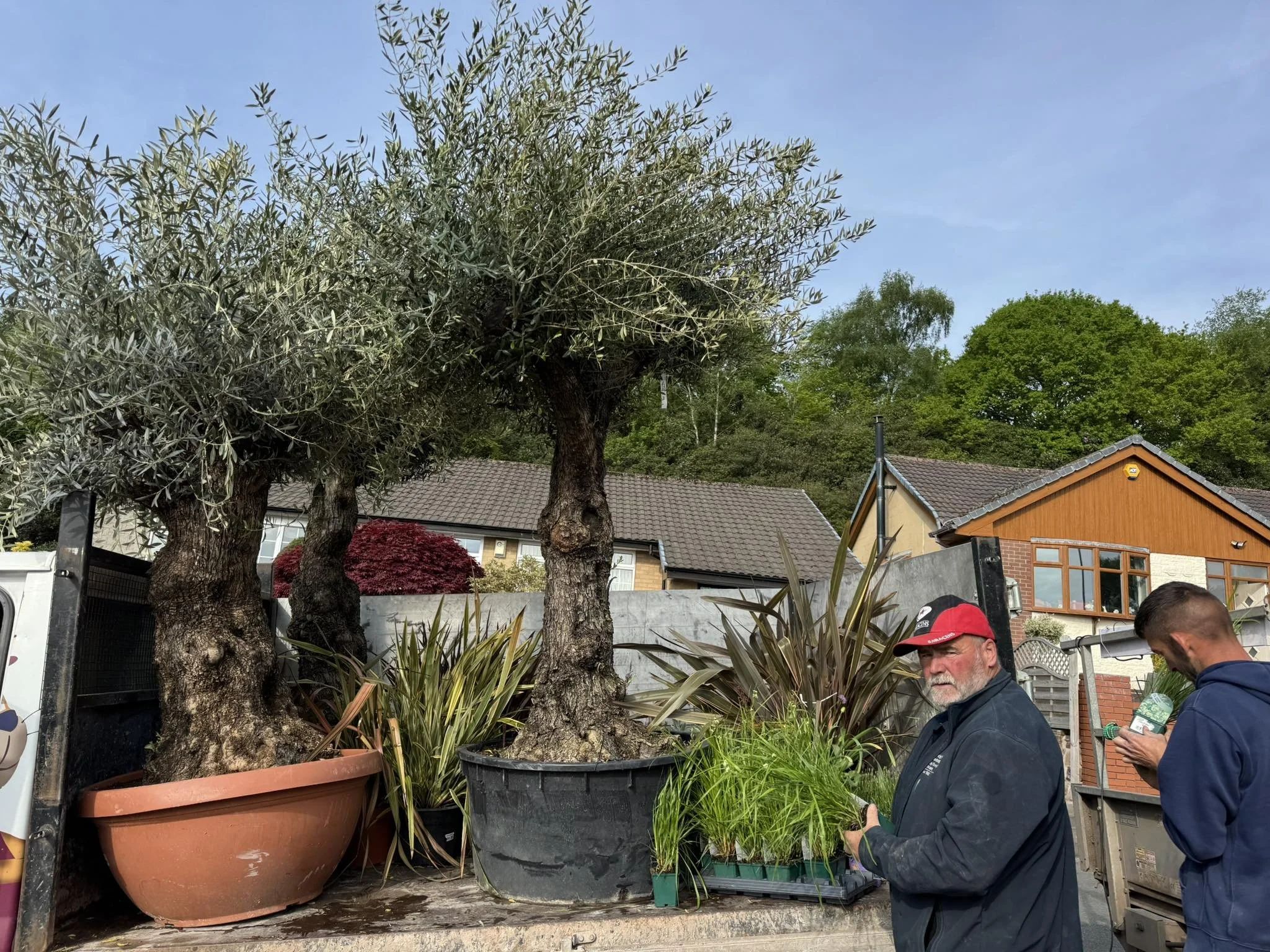 Evergreen border planting in a Stafford garden