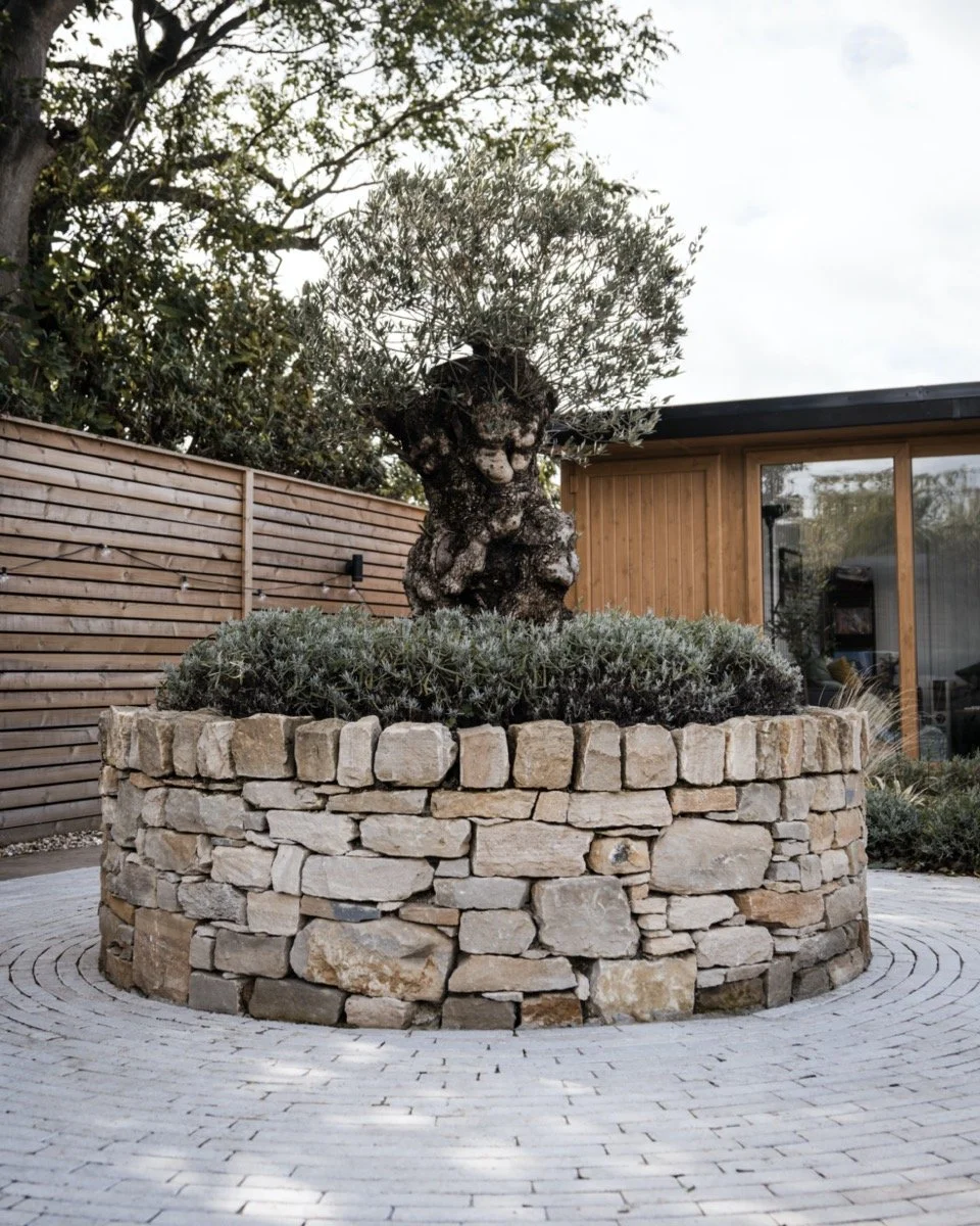 Circular stone planter with mature olive tree creating a focal point in a landscaped garden.
