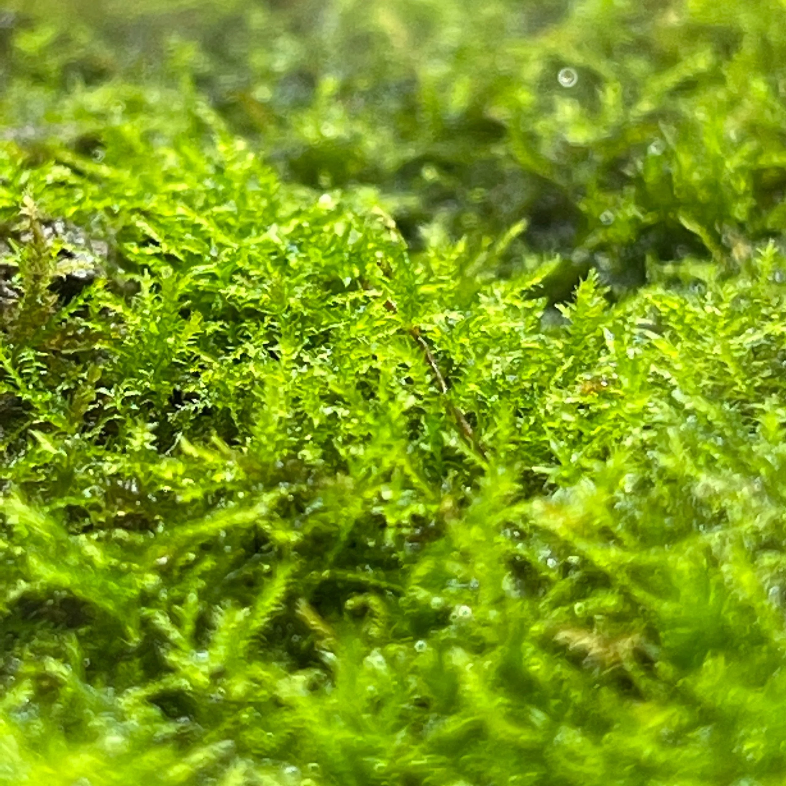 The Peninsula Terrarium Inc.