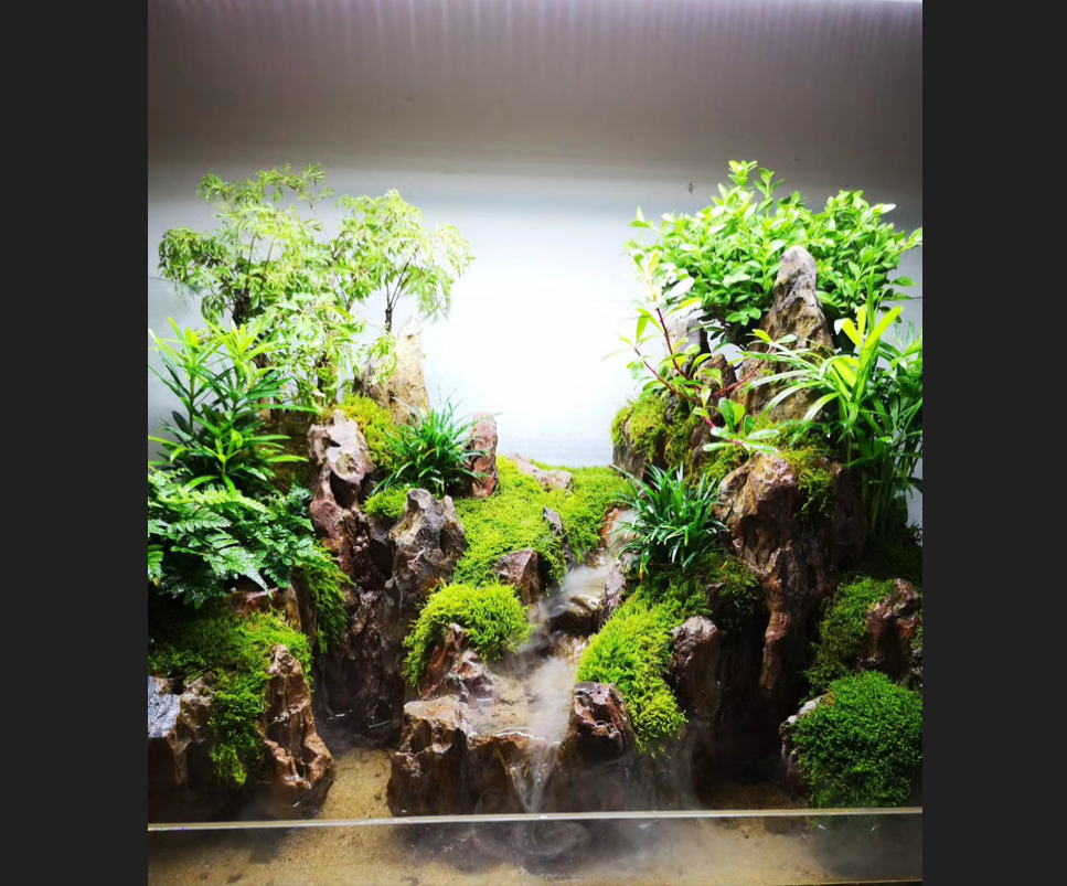 Gallery — The Peninsula Terrarium Inc.