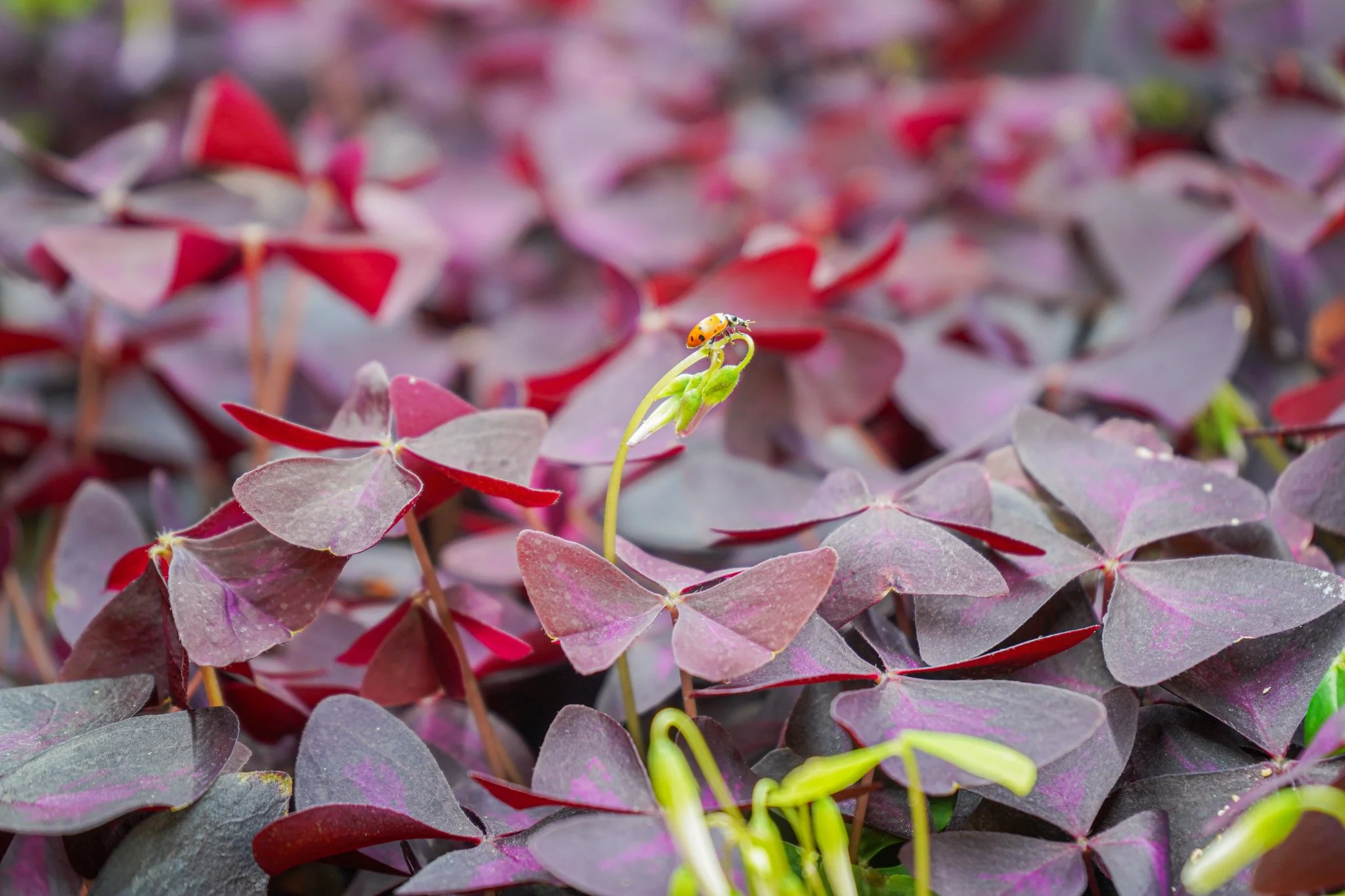 Purple Shamrock (Specialty Seedling)