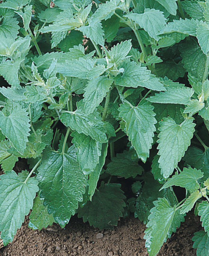 Screenshot 2026-01-14 at 11.19.07 AM.png