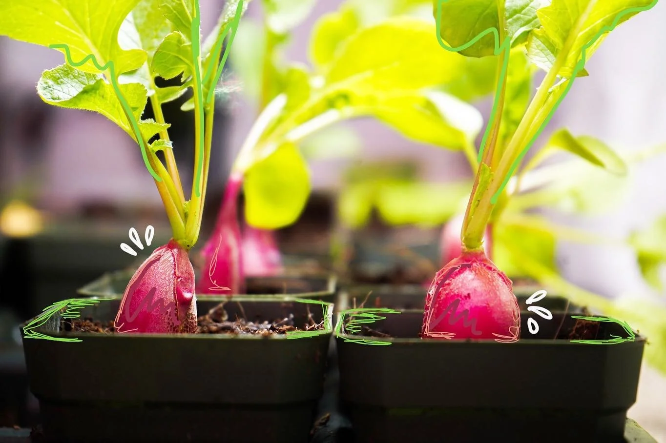 ~ RADish ~ 
Be “rad.” Be optimistic. Be RADical! 
Spicy RADishes have a lot to offer with their scrumptious warmth and good taste. Possibilities come alive with the right attitude and locally-grown organic produce. 
Learn more with our