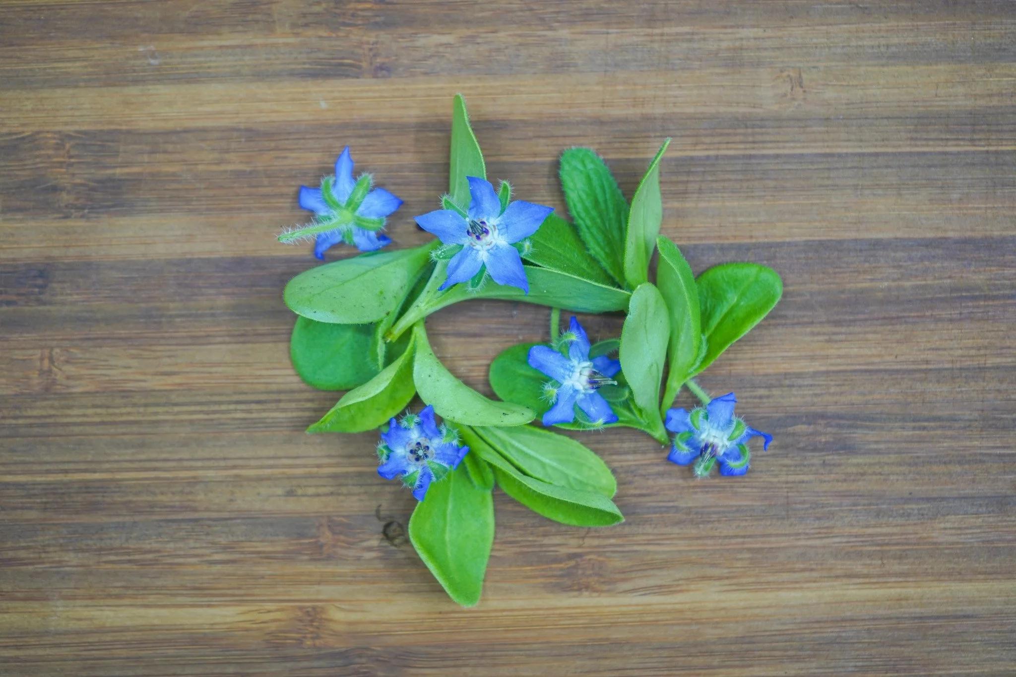 Borage Flowers