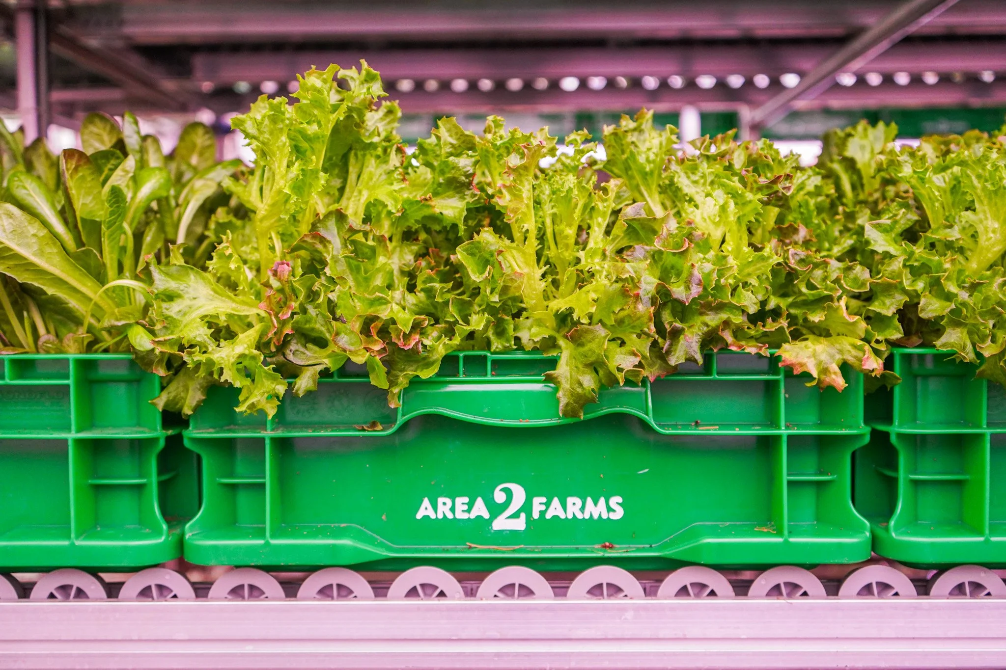 Crop Sizing Standards