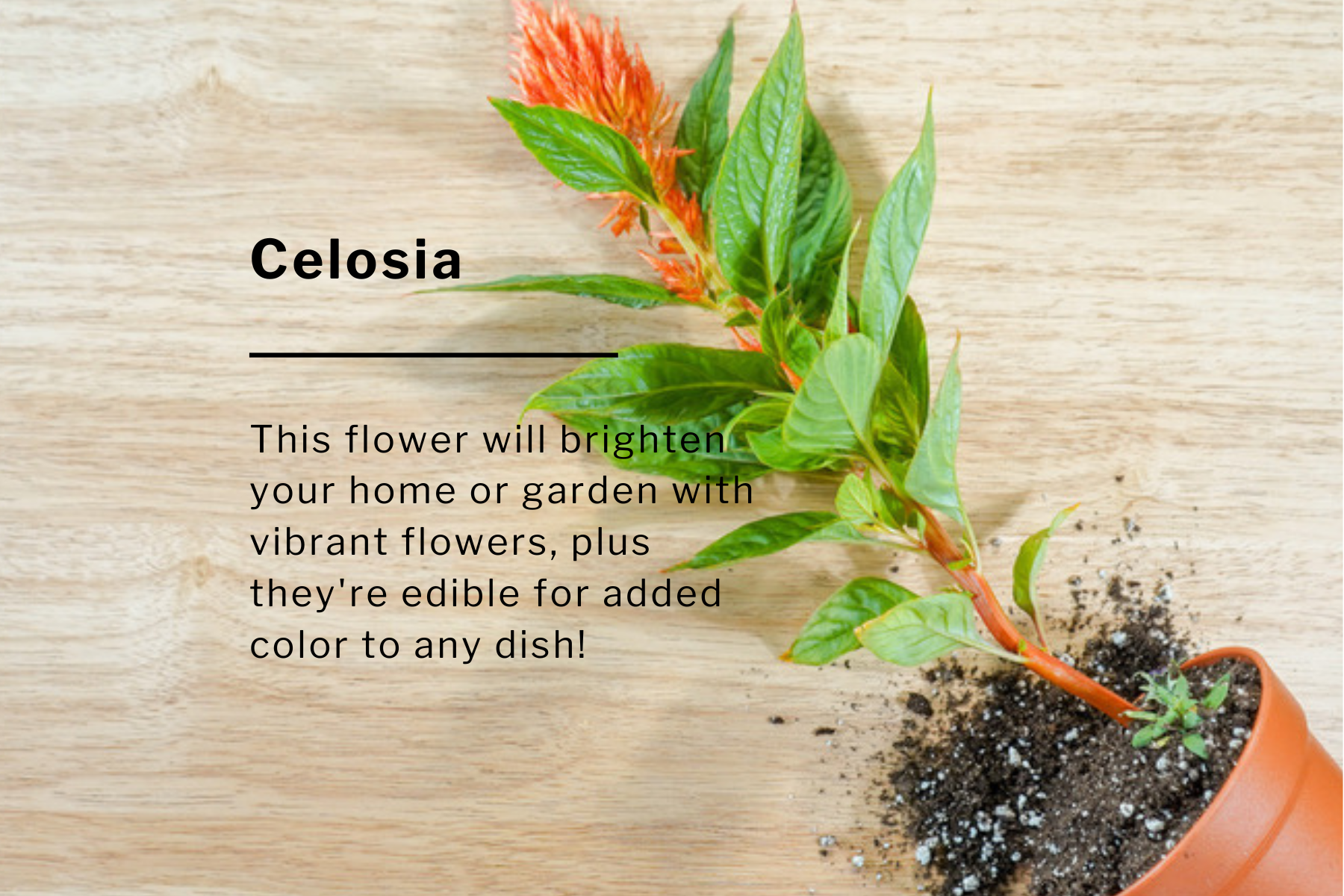 Celosia Flower Pot