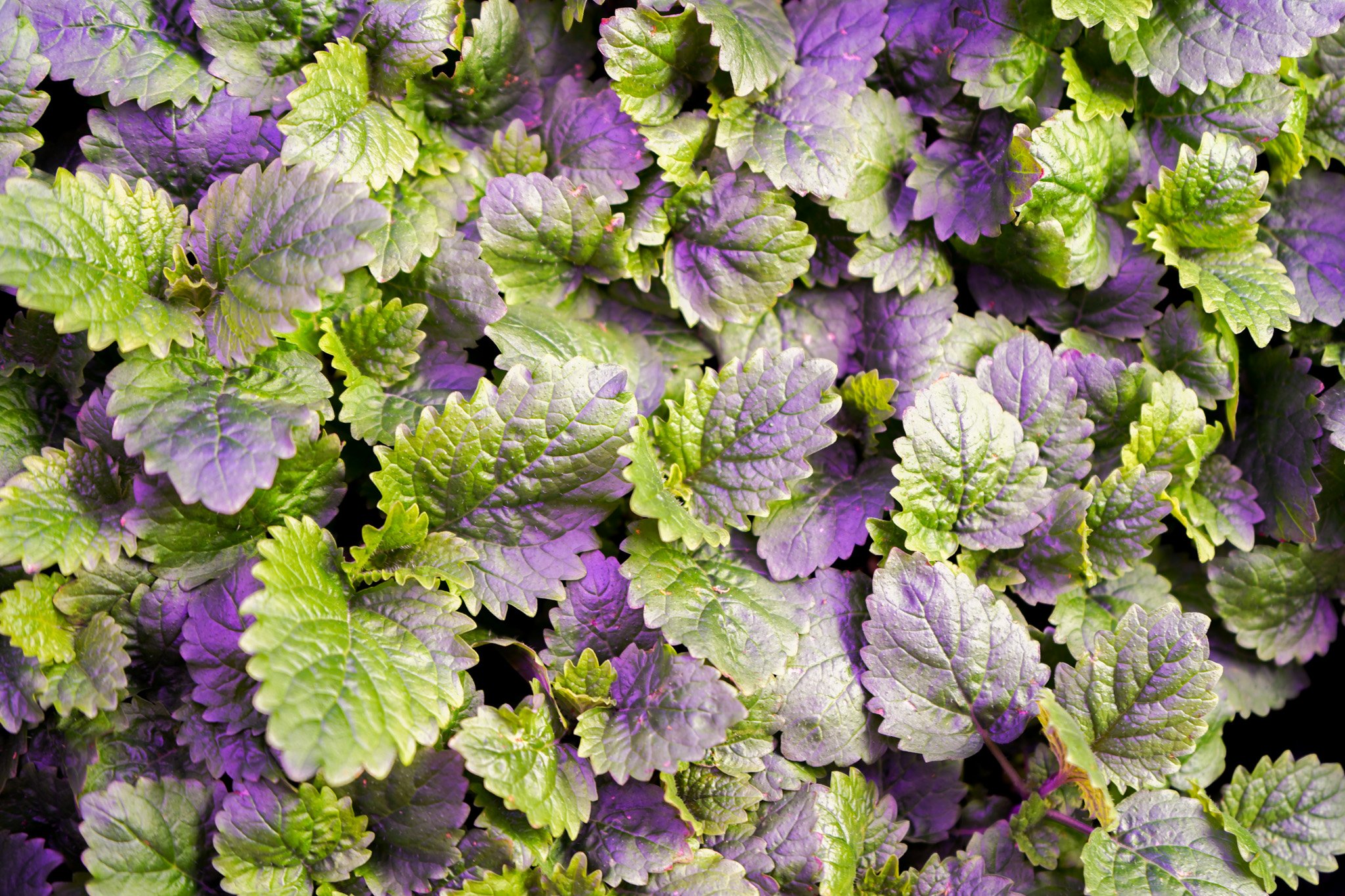 Lemon Balm