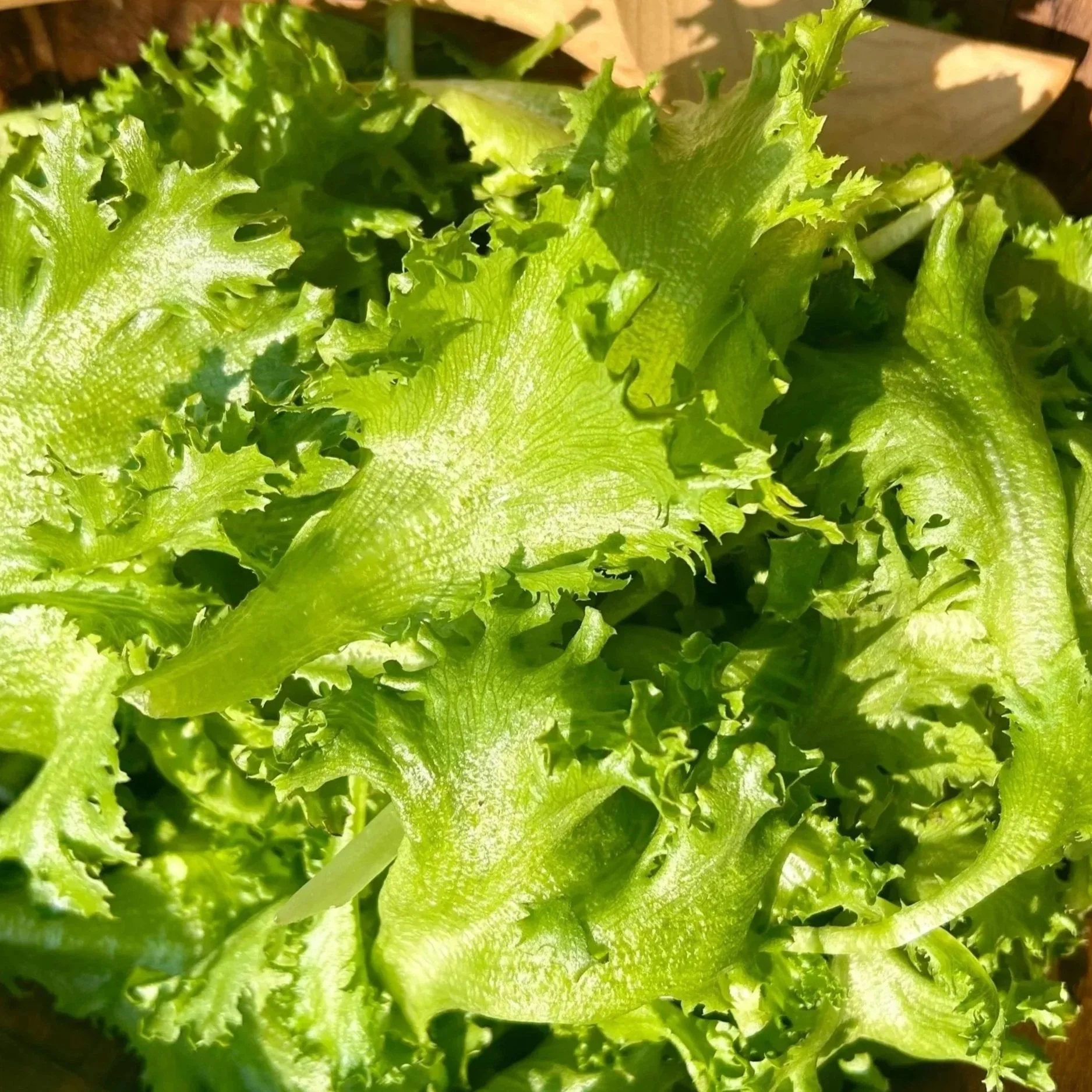 Living Salad Bar at Fairfax Funky Flea Market