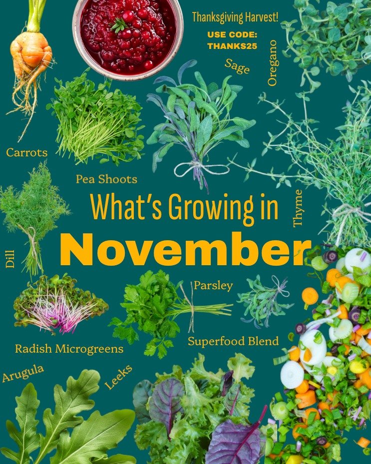 Join us this November harvest and enjoy fresh greens and vegetables all month long! + it includes our "Everything but the Turkey" Harvest, delivered on Tuesday 11/25
Comment NOVEMBER for more info 🌿