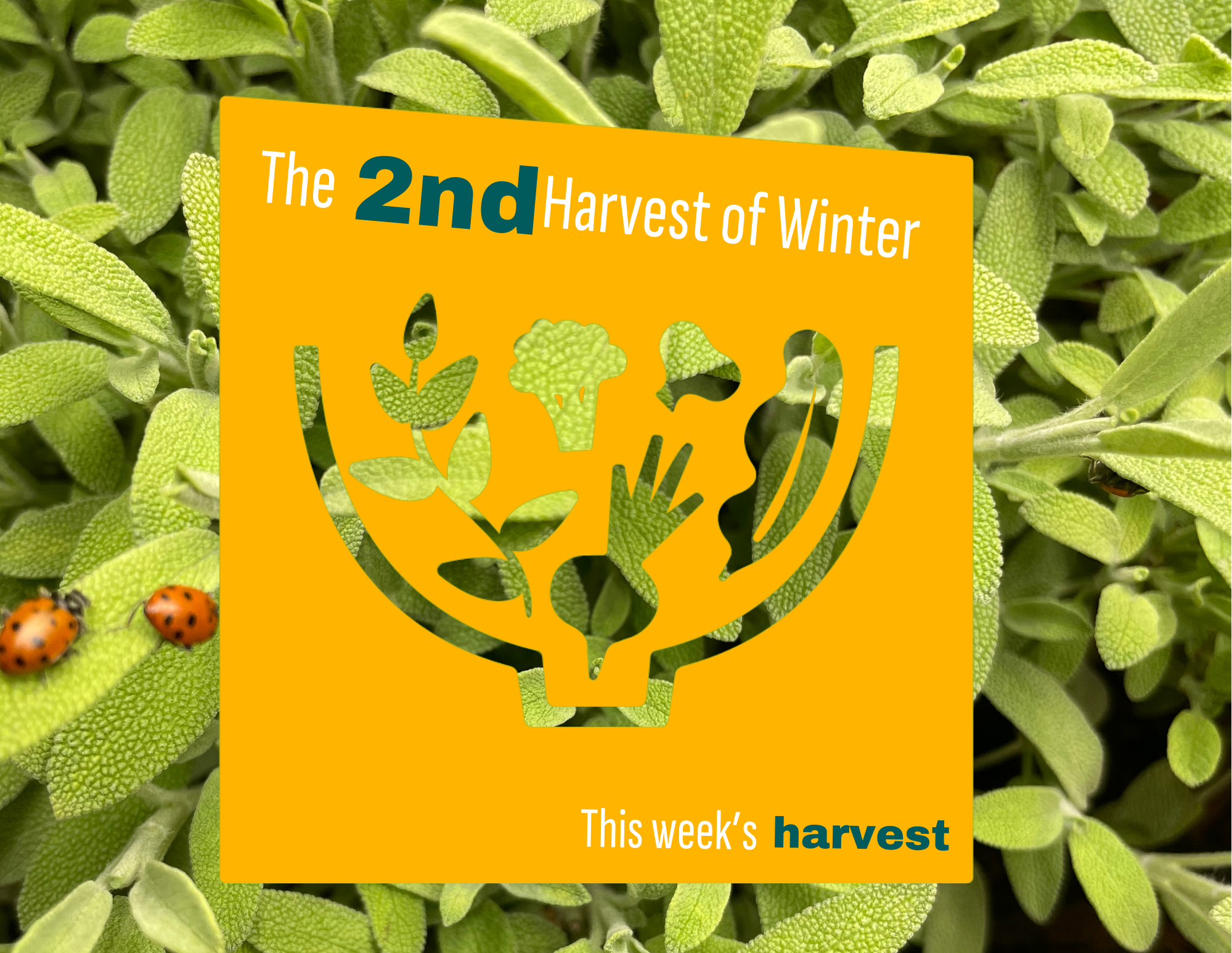 Weekly Harvest Guide 12/29/25 