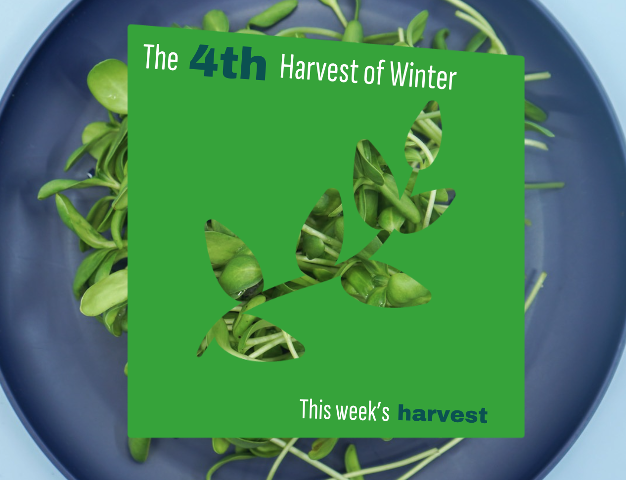 Weekly Harvest Guide 1/5/26