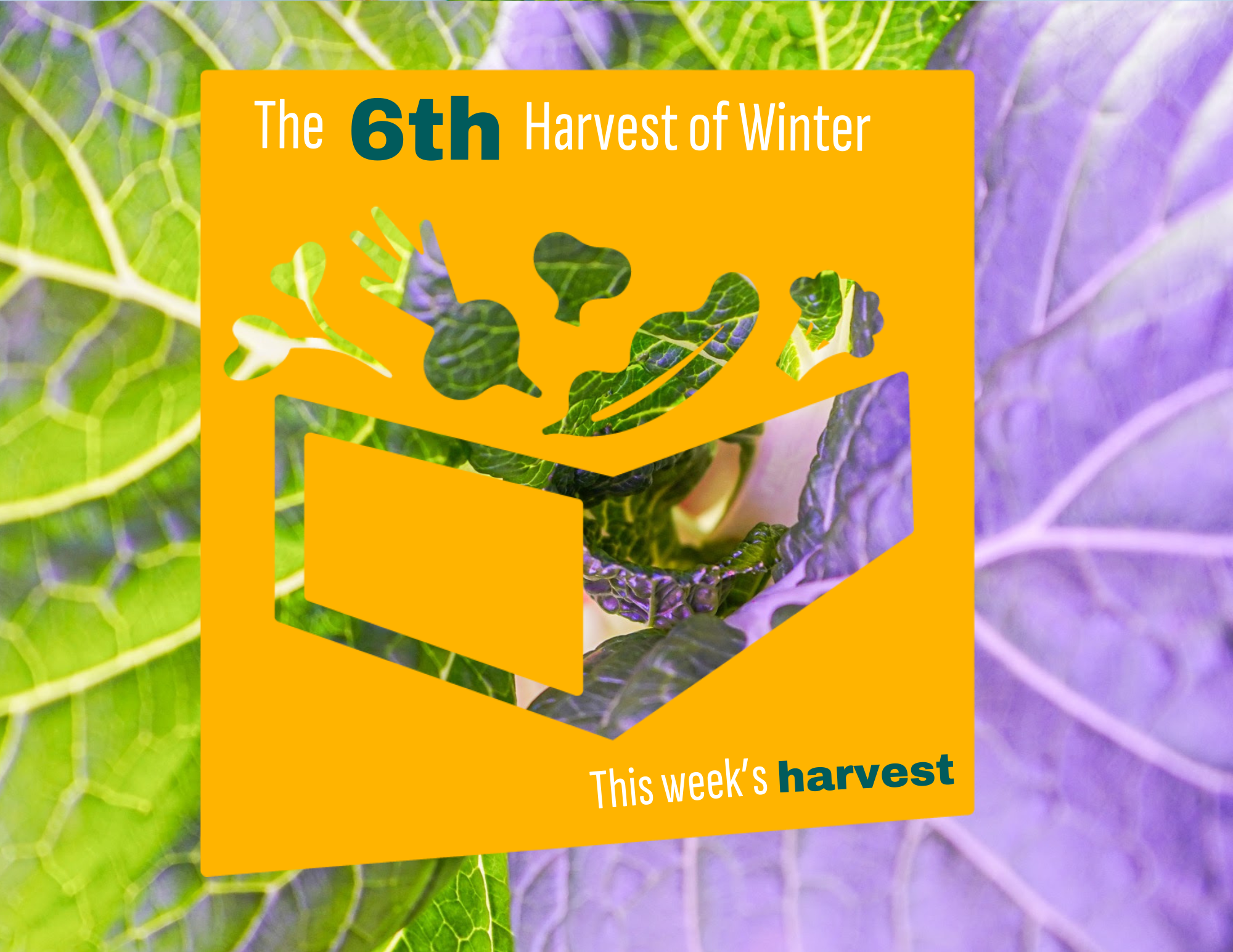 Weekly Harvest Guide 1/19/26