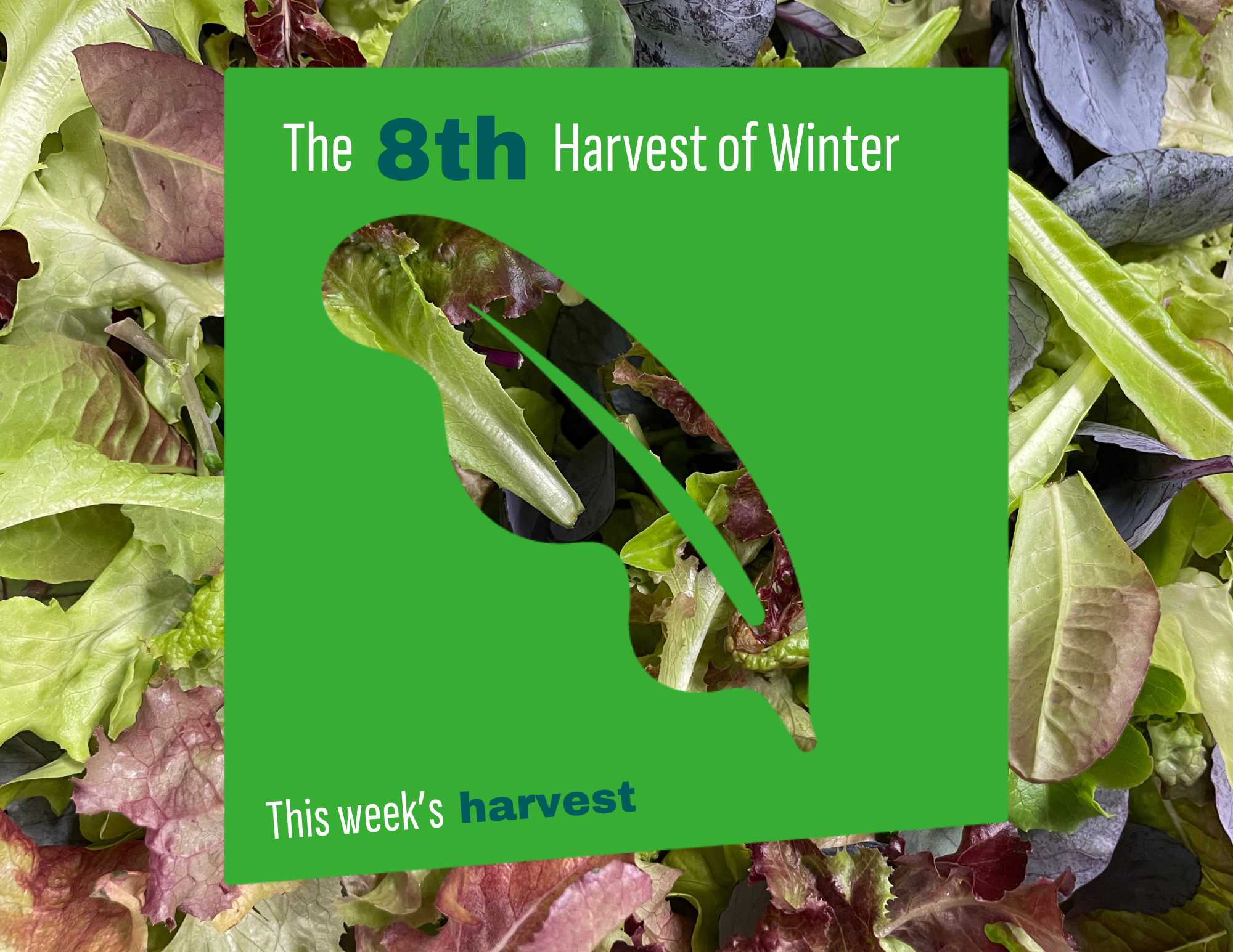 Weekly Harvest Guide 2/2/26