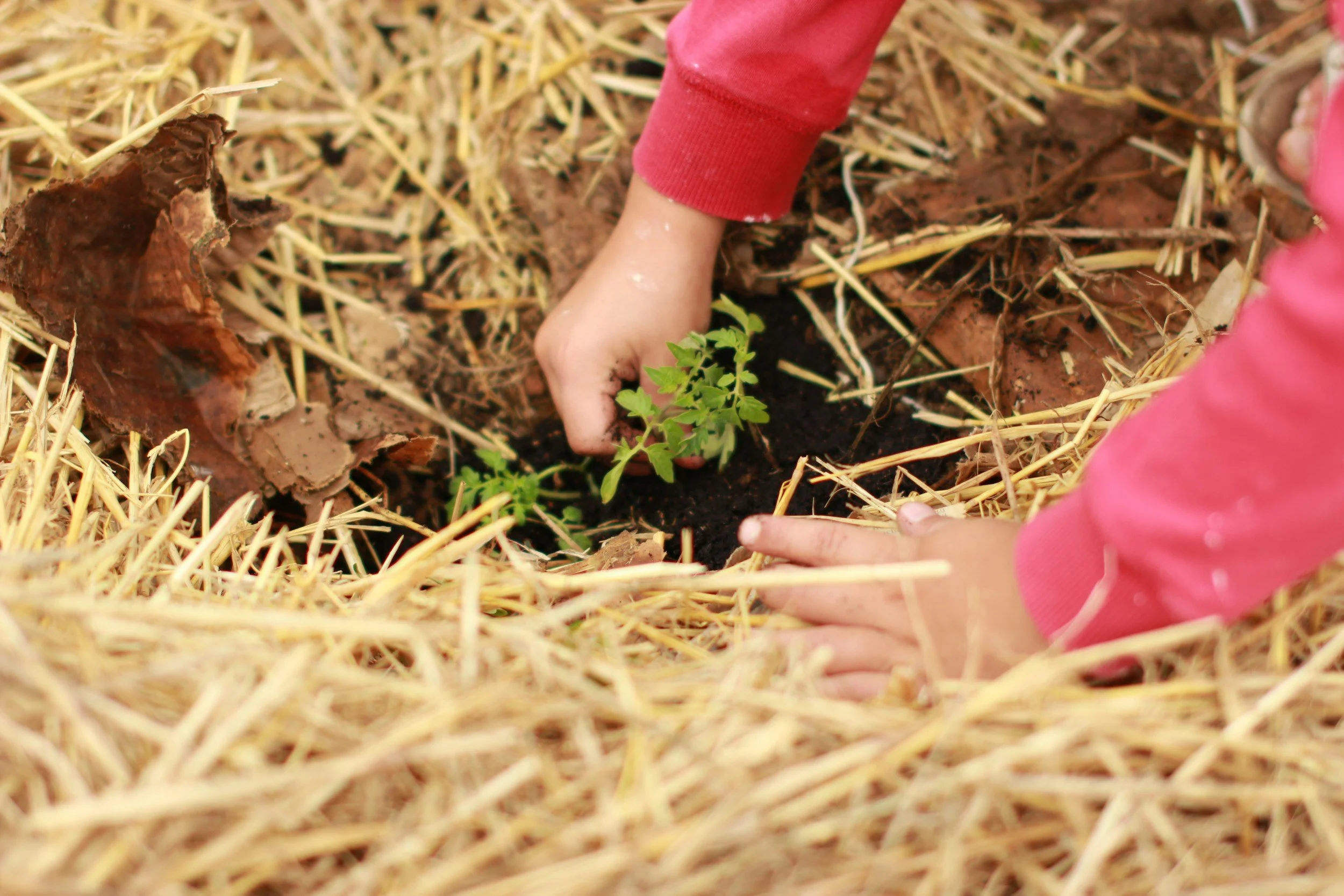 Kids' Composting Activity at Shirlington Library