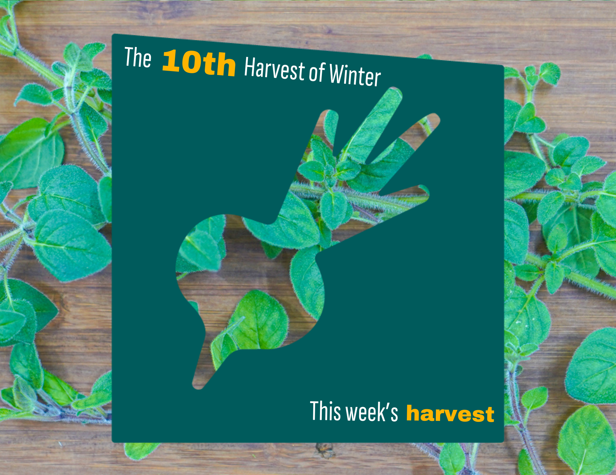 Weekly Harvest Guide 2/16/26