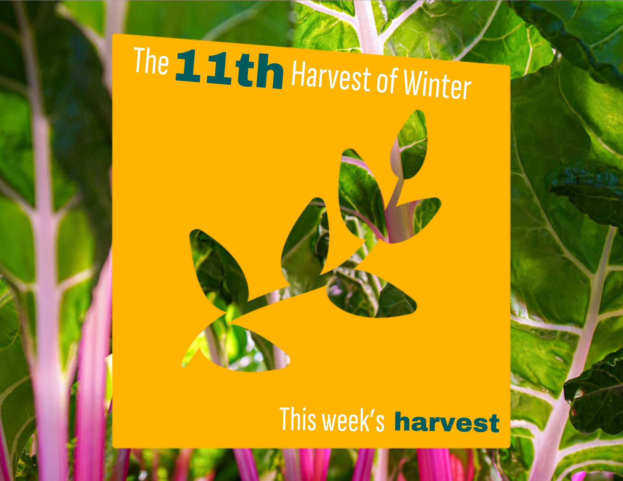 Weekly Harvest Guide 2/23/26