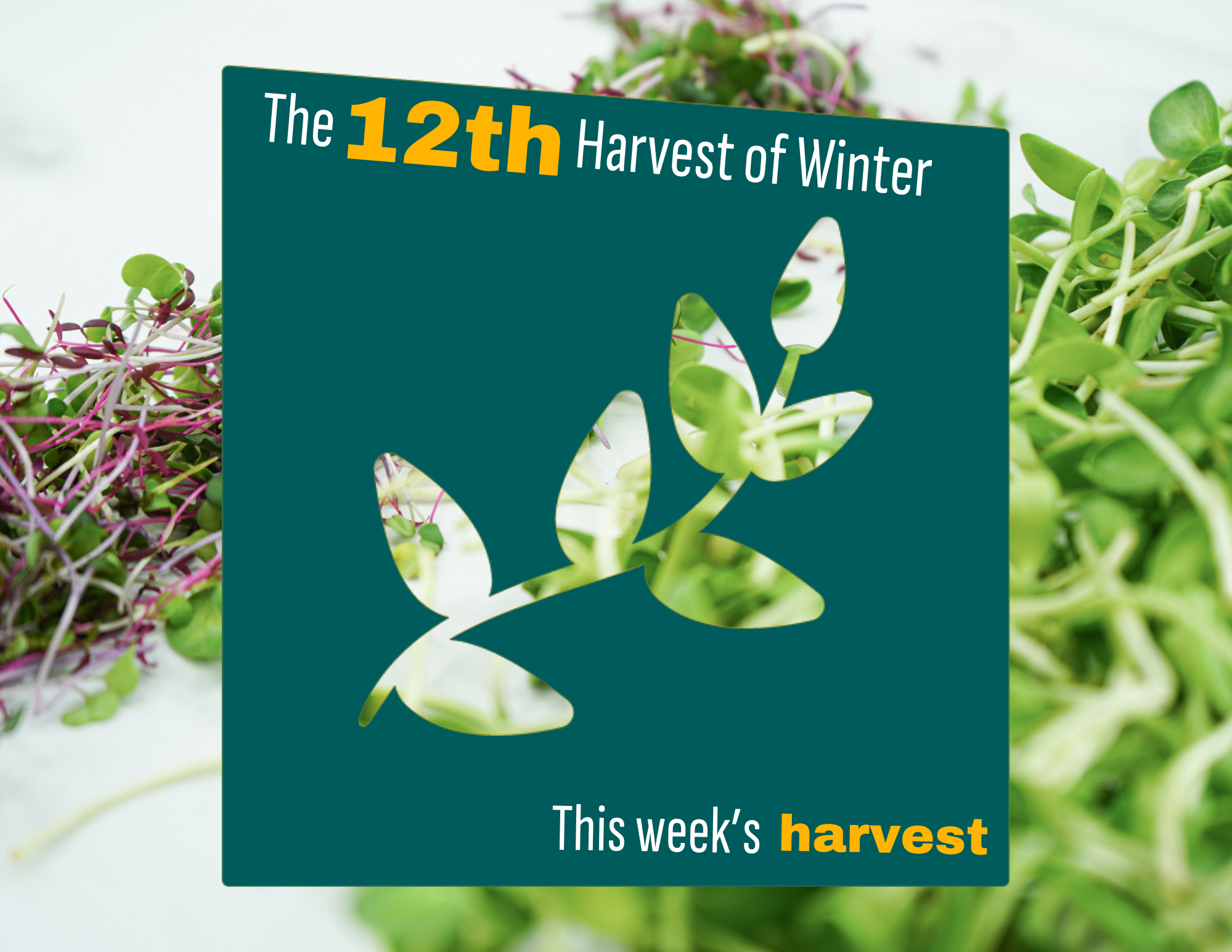 Weekly Harvest Guide 3/2/26