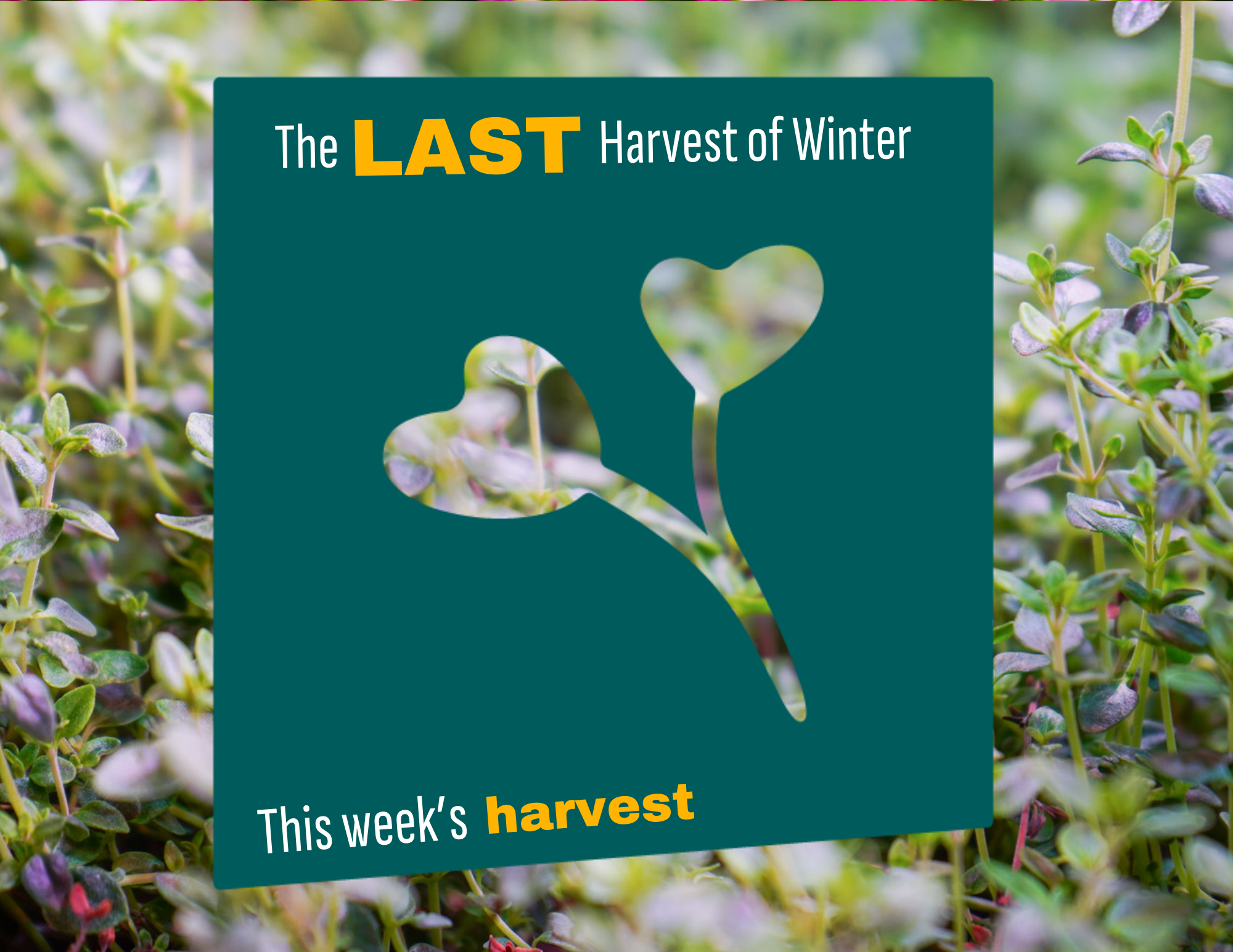 Weekly Harvest Guide 3/9/26 