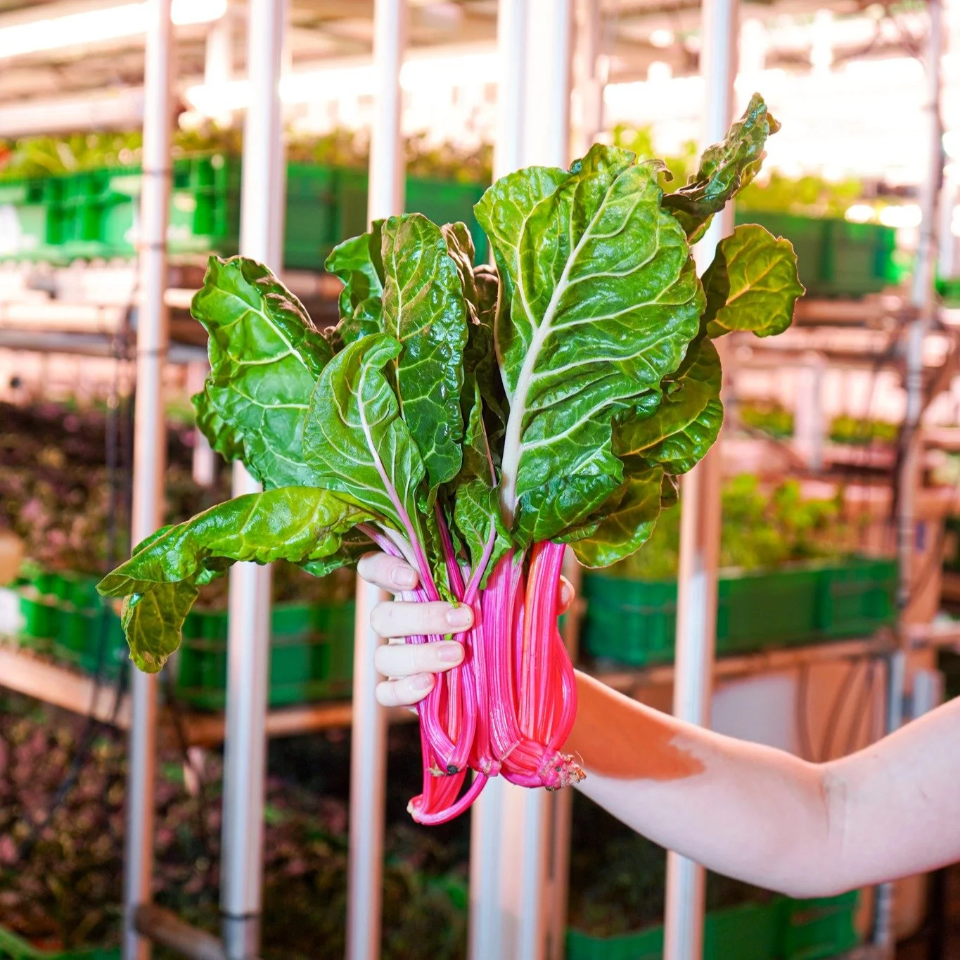 New Crop Drop - Rainbow Swiss Chard

Our newest leafy green pulls nutrients straight from our premium soil into both its leaves and colorful stems. 

We harvest it young, so it&rsquo;s tender, slightly sweet, and needs little preparation. Slice it ra